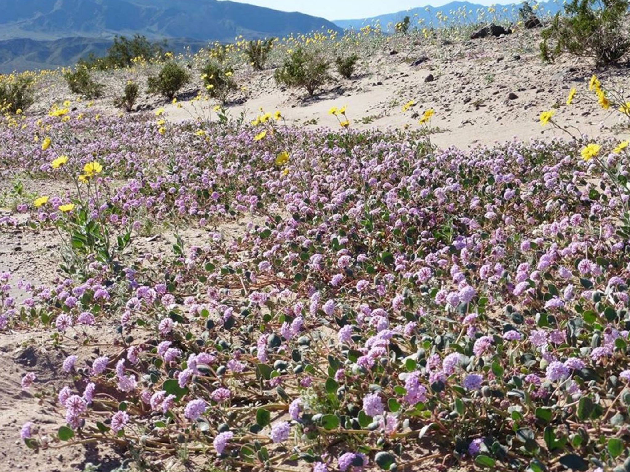 Facebook/Death Valley National Park