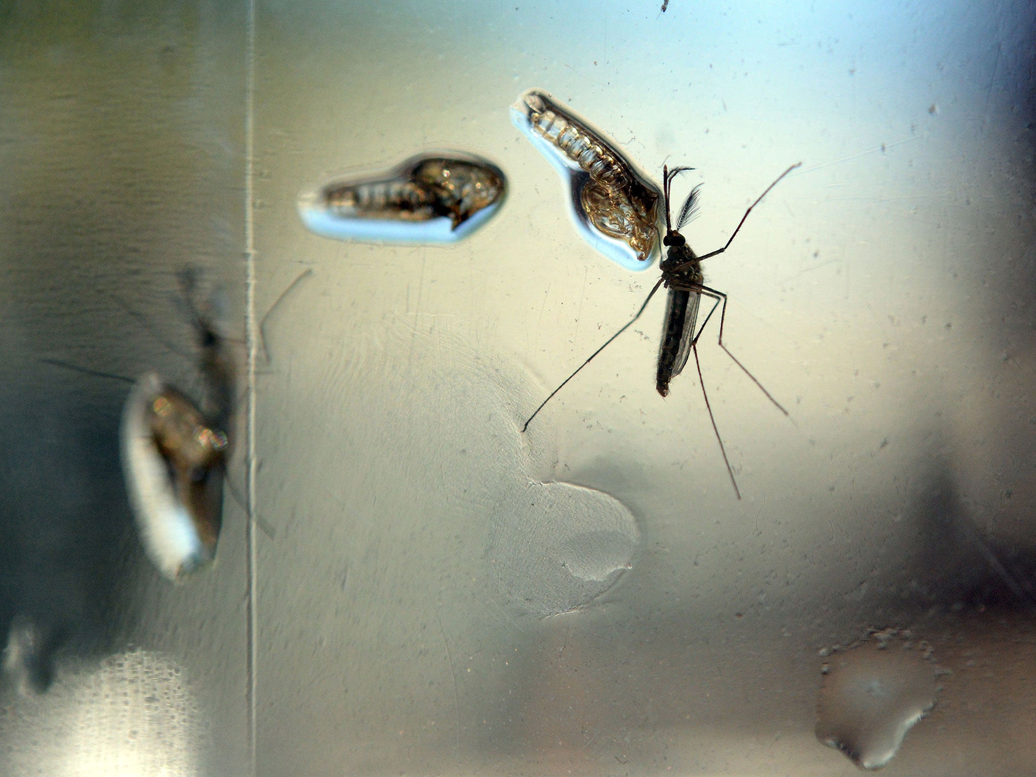 The Aedes Aegypti mosquito, which spreads the Zika virus, is photographed in a laboratory.