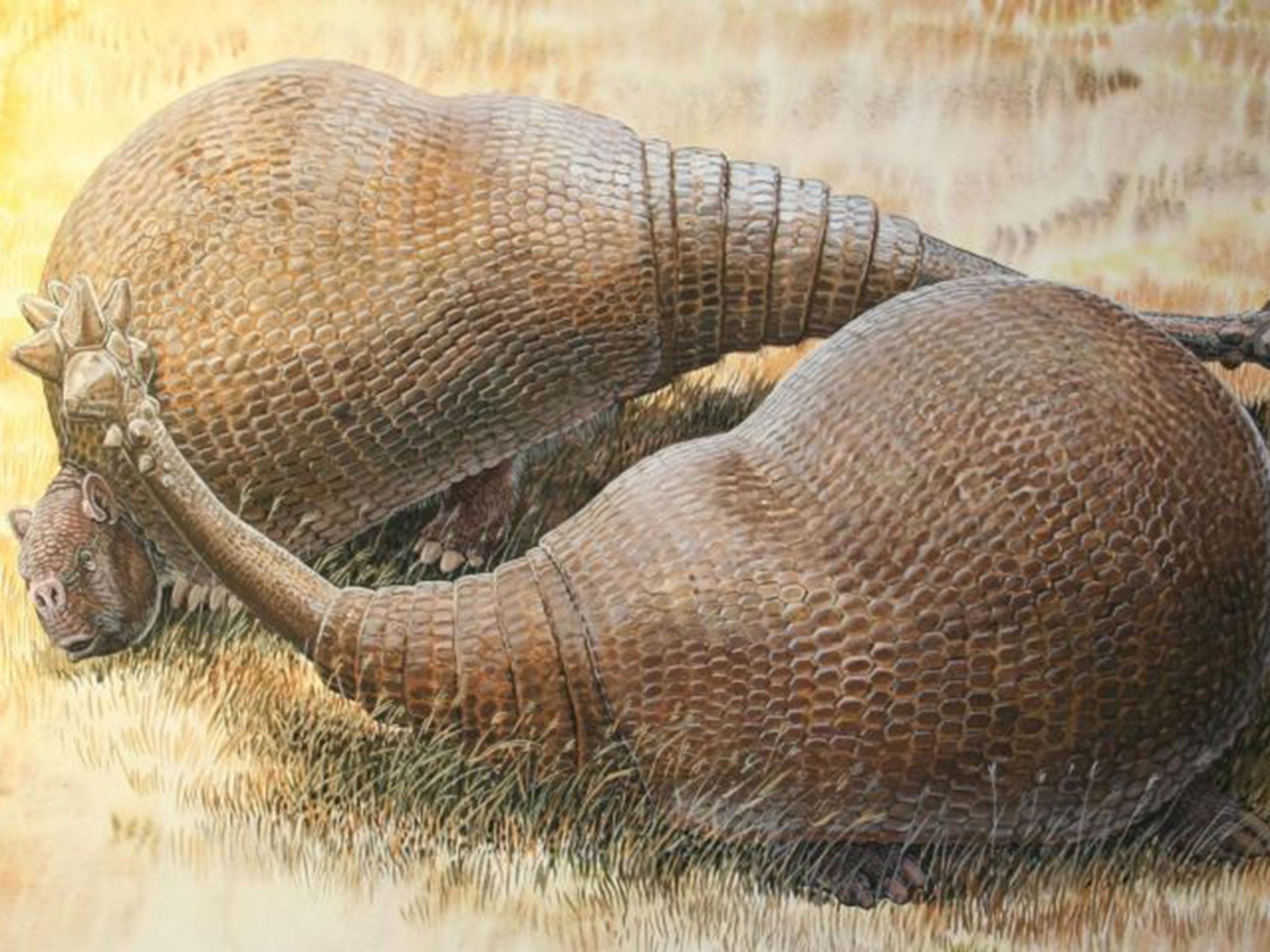 Glyptodonts were giant extinct cousins of modern armadillos that roamed South America