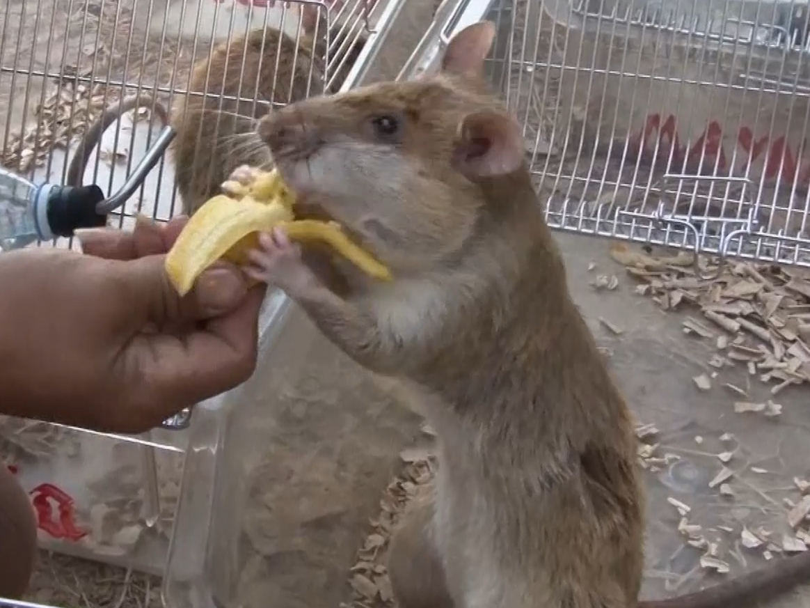 One rat receives a treat following a day's work