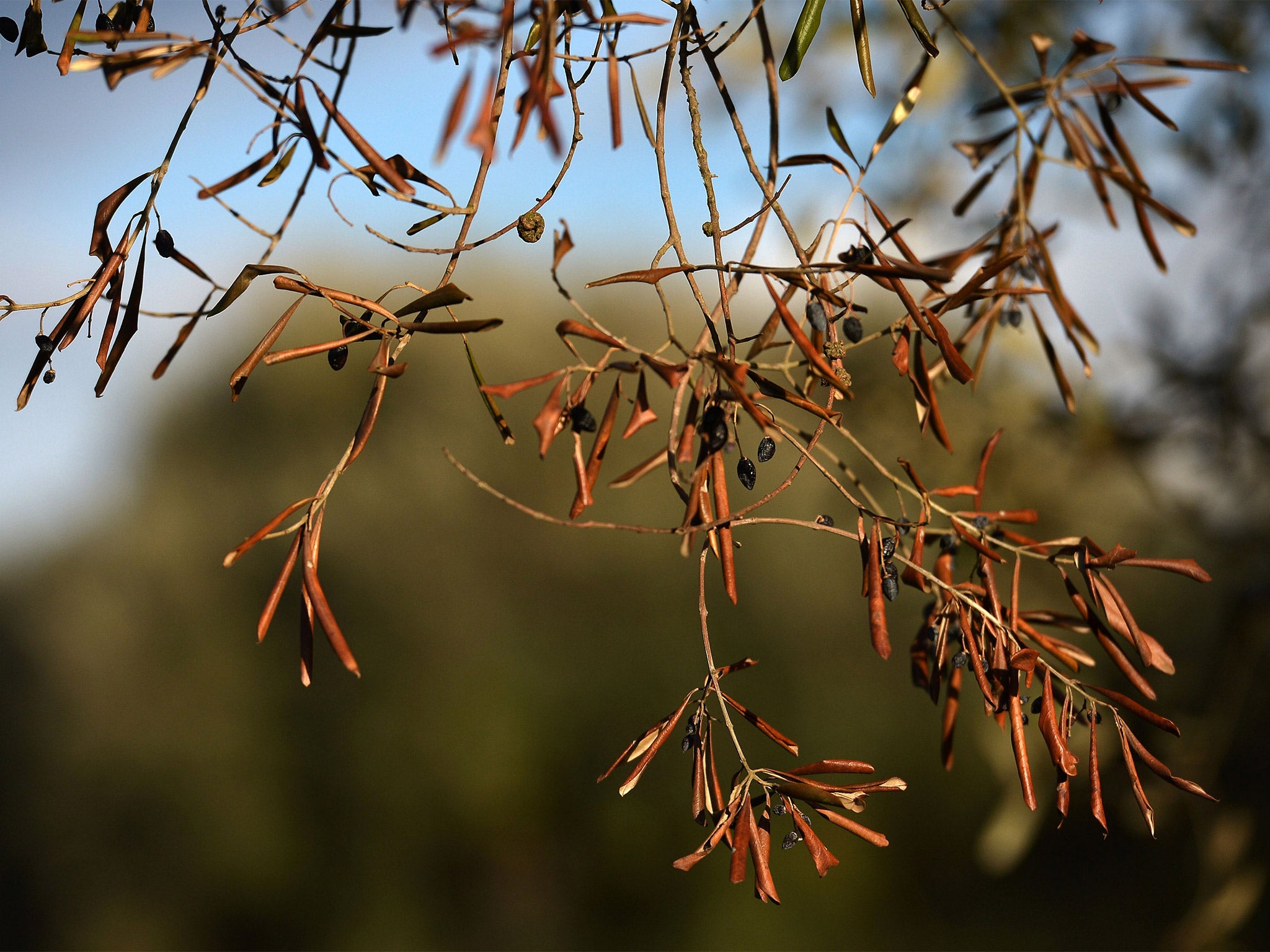 A dried branch of an olive tree. Olives always have one good harvest then one bad, but last autumn’s was particularly poor