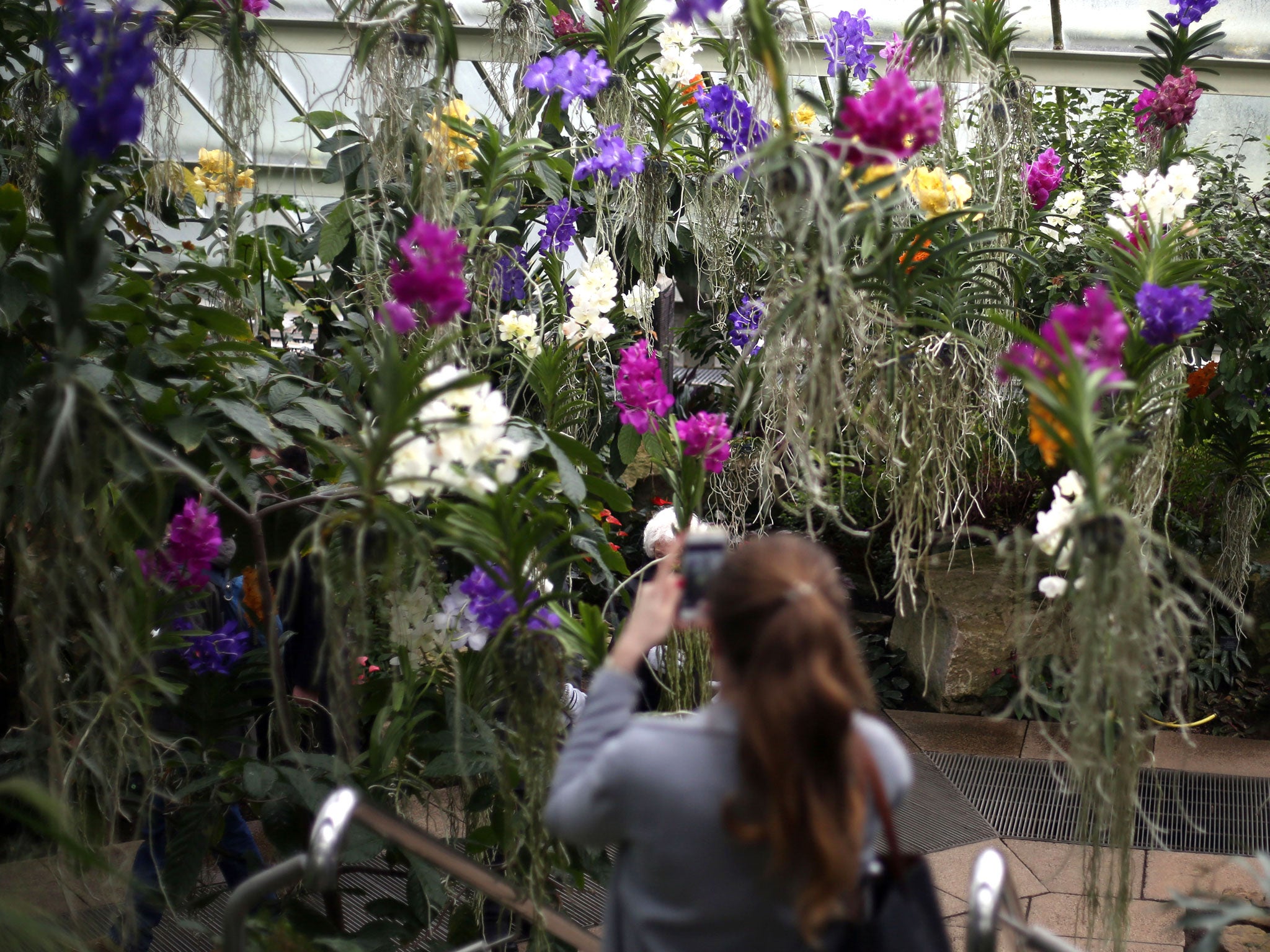 The colourful, Brazil-themed orchid display at the Royal Botanic Gardens, Kew