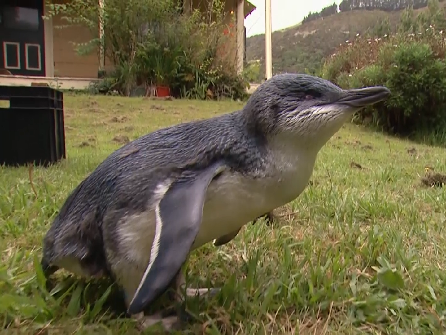 &#13;
Blindy was born with a malformed head and beak&#13;