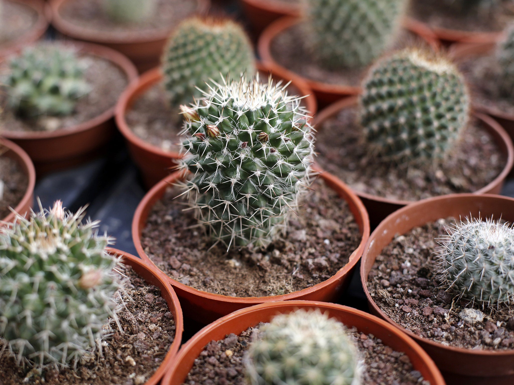 Climate change deniers in Australia adopted the unusual slogan of 'Paris is cactus' after the US Republican's election victory