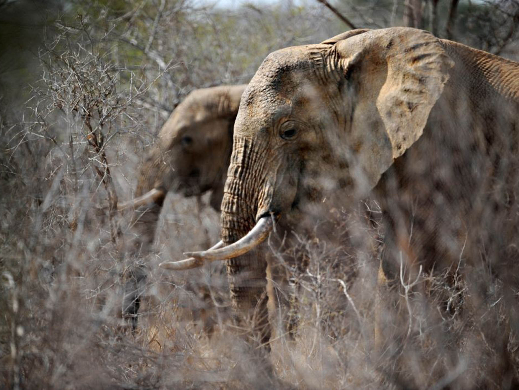 'Every elephant killed for its ivory is a net loss for Africans'