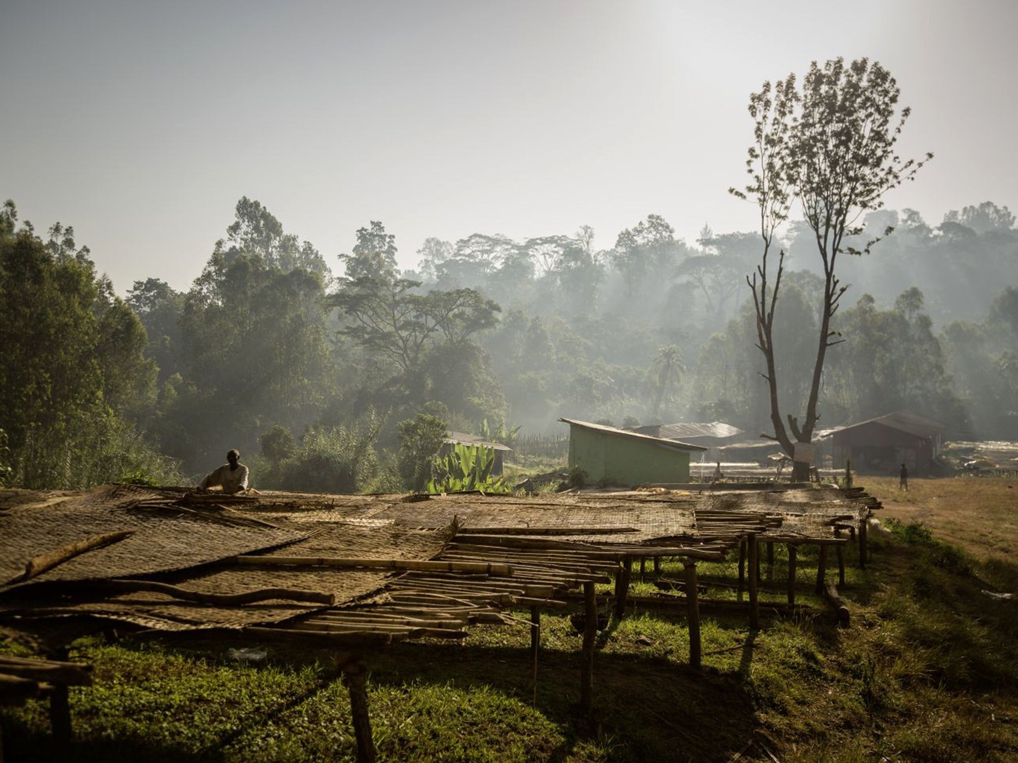 Fairtrade certified coffee cooperative Yirgacheffe Coffee Farmers Cooperative Union (YCFCU or Yirgacheffe) drying racks.