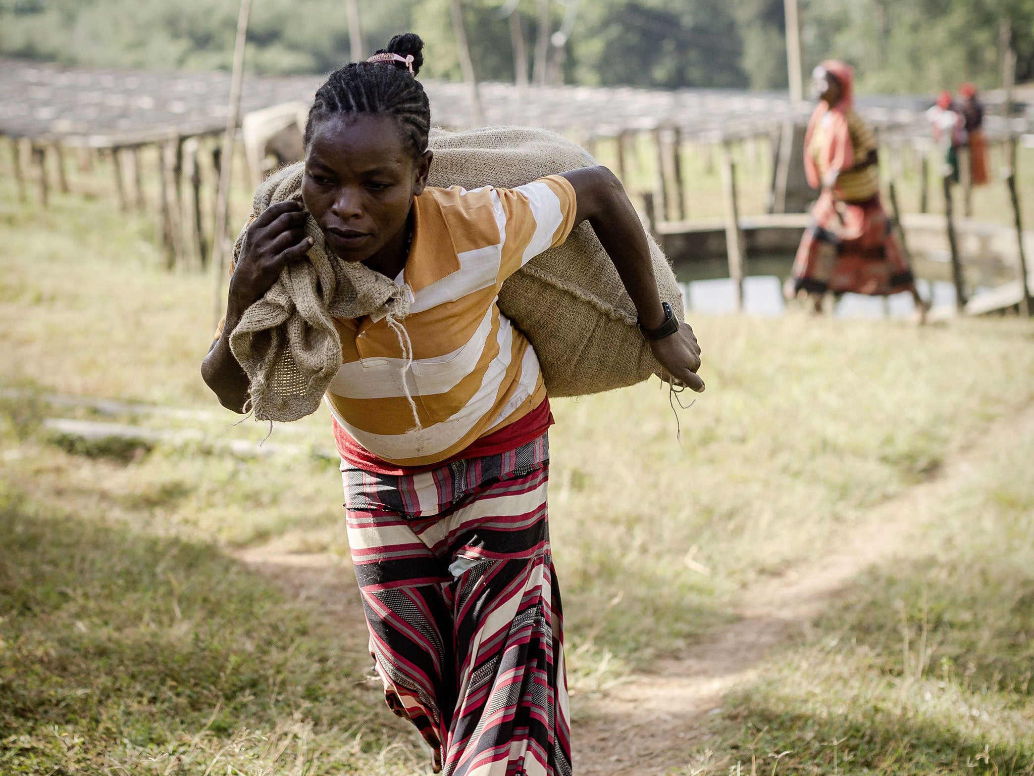 Workers harvest Fairtrade coffee at the Sidama Coffee Farmers Co-operative in Ethiopia