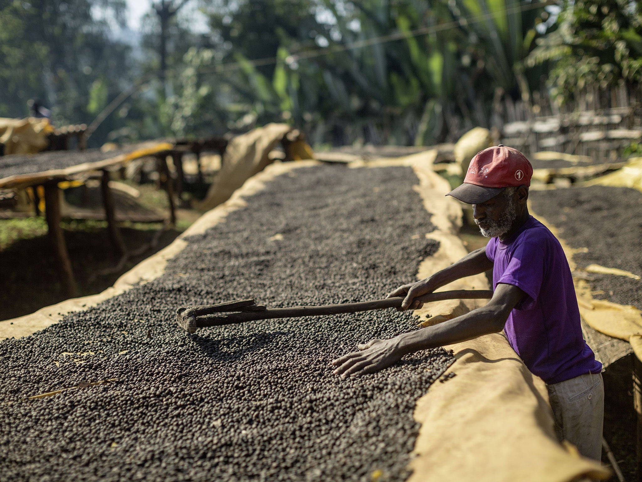 A worker processes the beans at a Fairtrade-certified coffee co-operative in Yirgacheffe