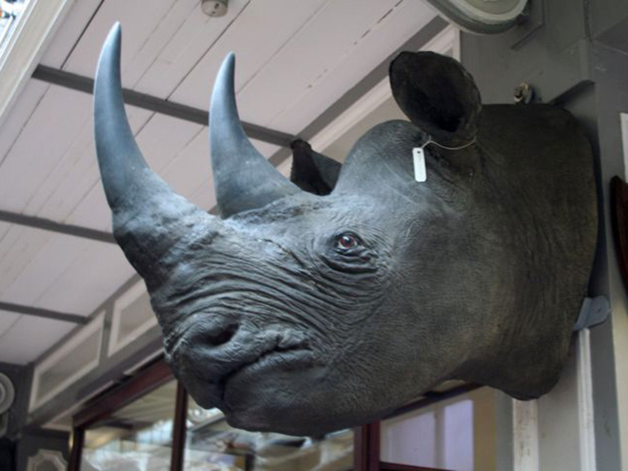 One of the four rhinoceros heads worth about £428,000 each which has been stolen from museum storage in Ireland