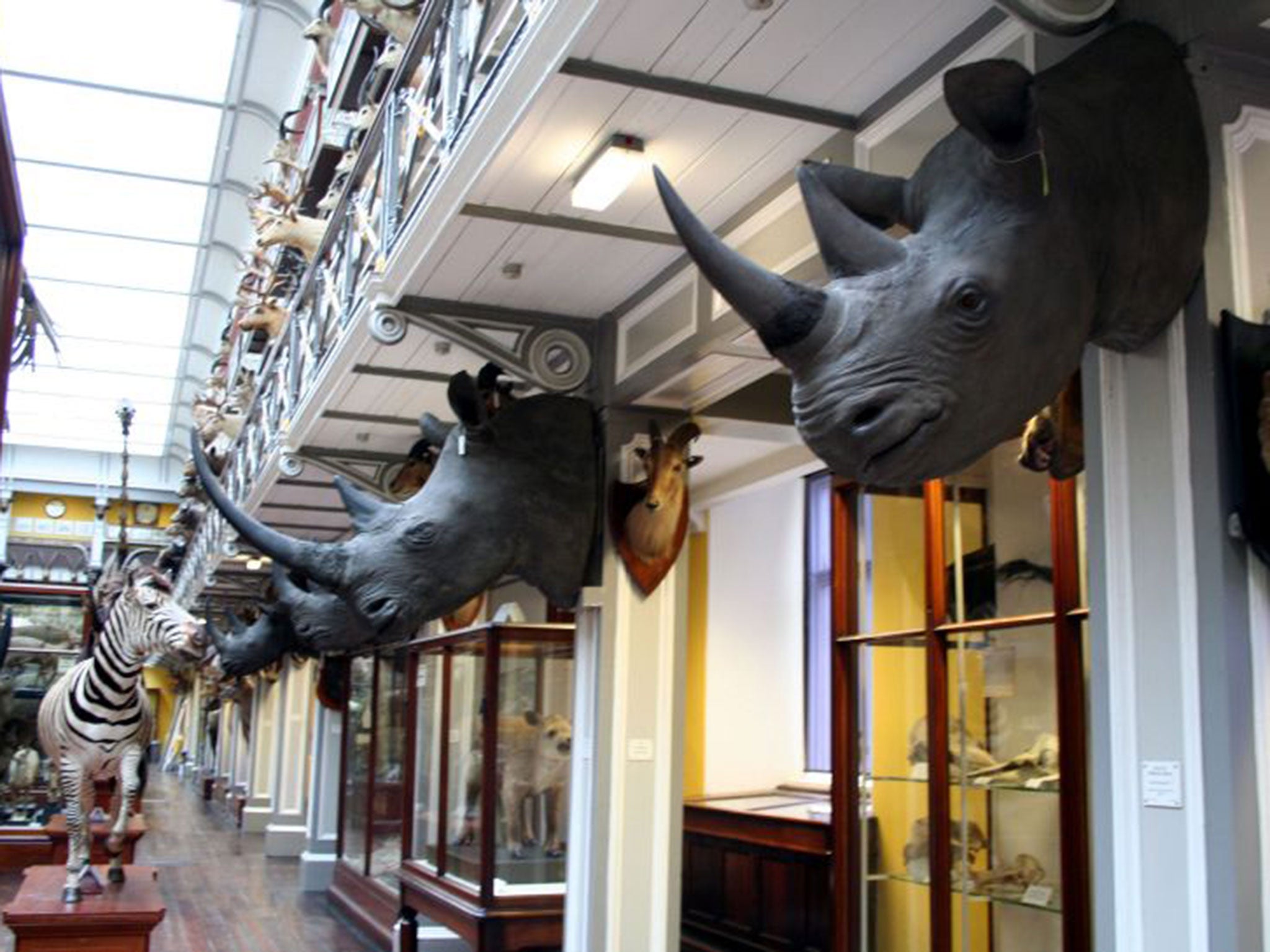 &#13;
Four rhino heads worth €500,000 were stolen from the National Museum of Ireland &#13;