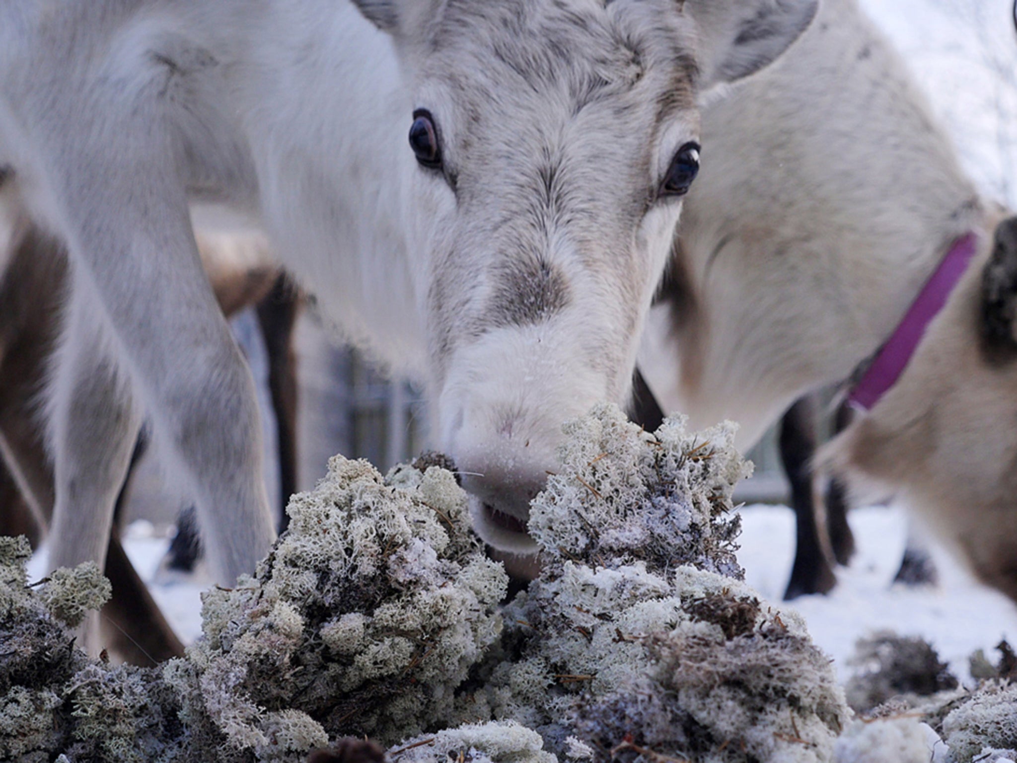 A reindeer eats lichen in Norway