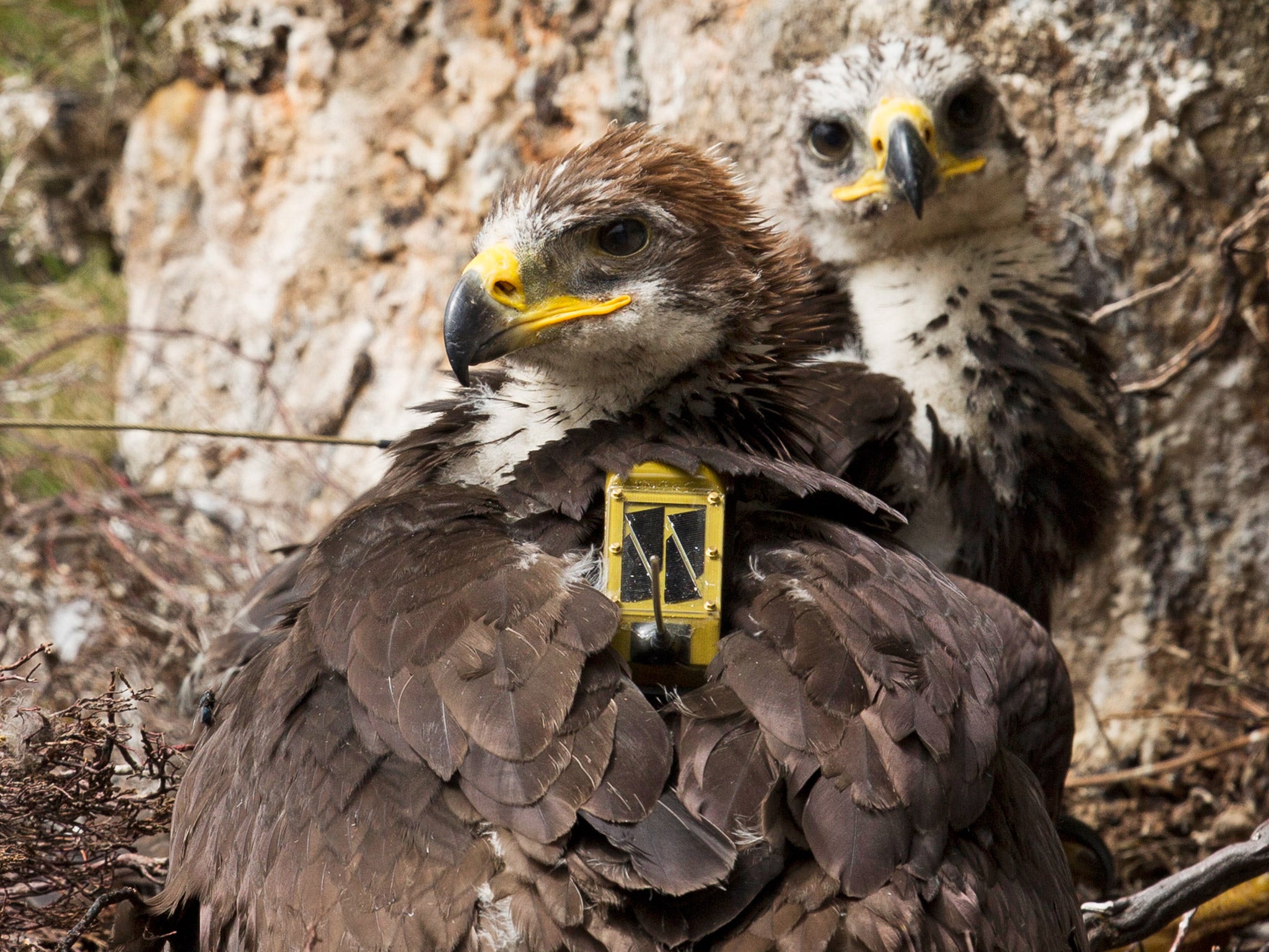 Electronically tagged Golden Eagles. The NWCU helps combat the persecution of birds of prey