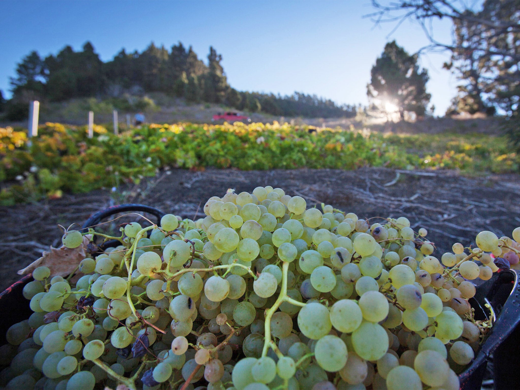 The price per litre of Spanish wine fell last year to €1.10