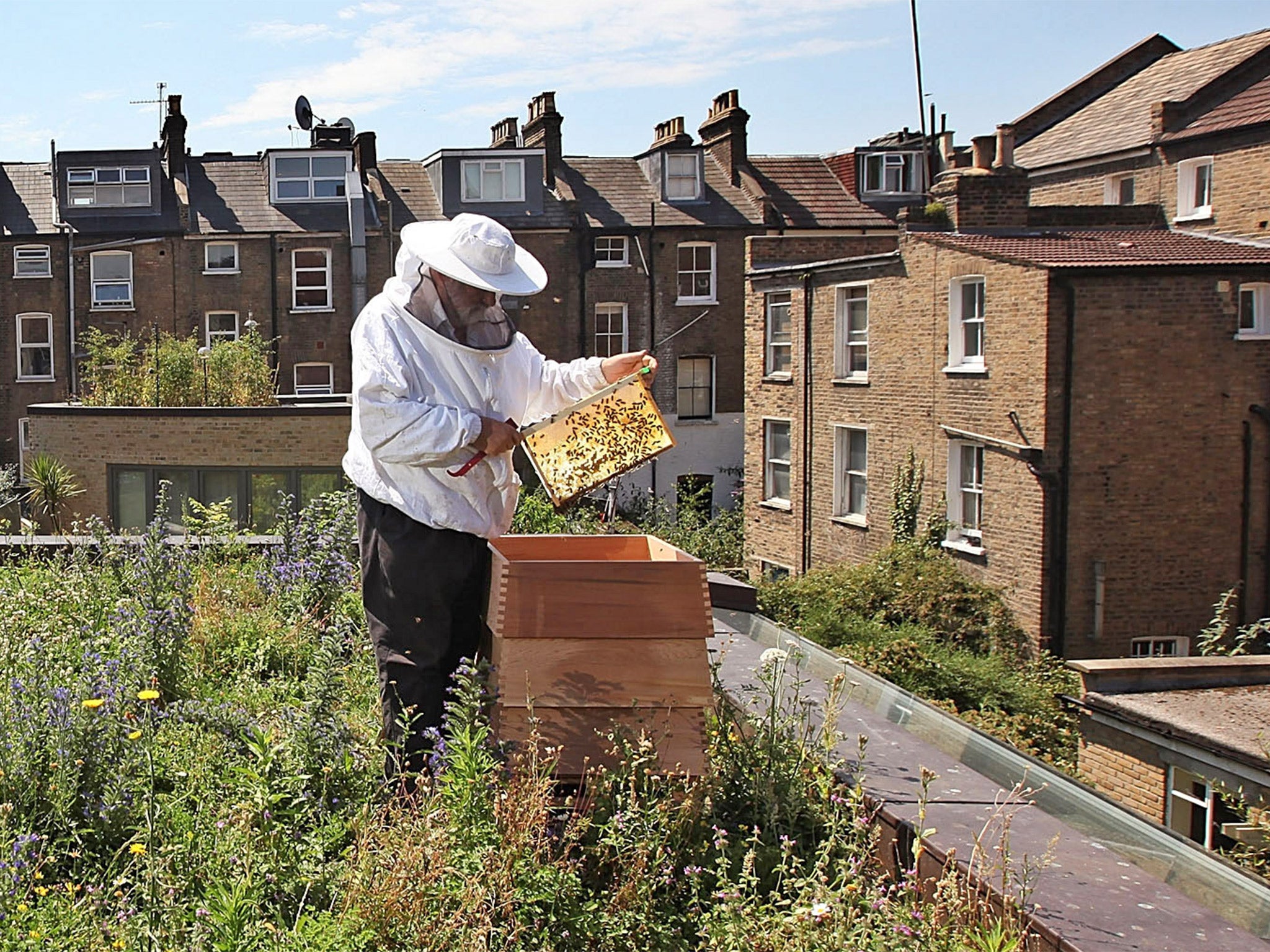 Swarm damage: in towns and cities, there are now 10 times too many bees per square km