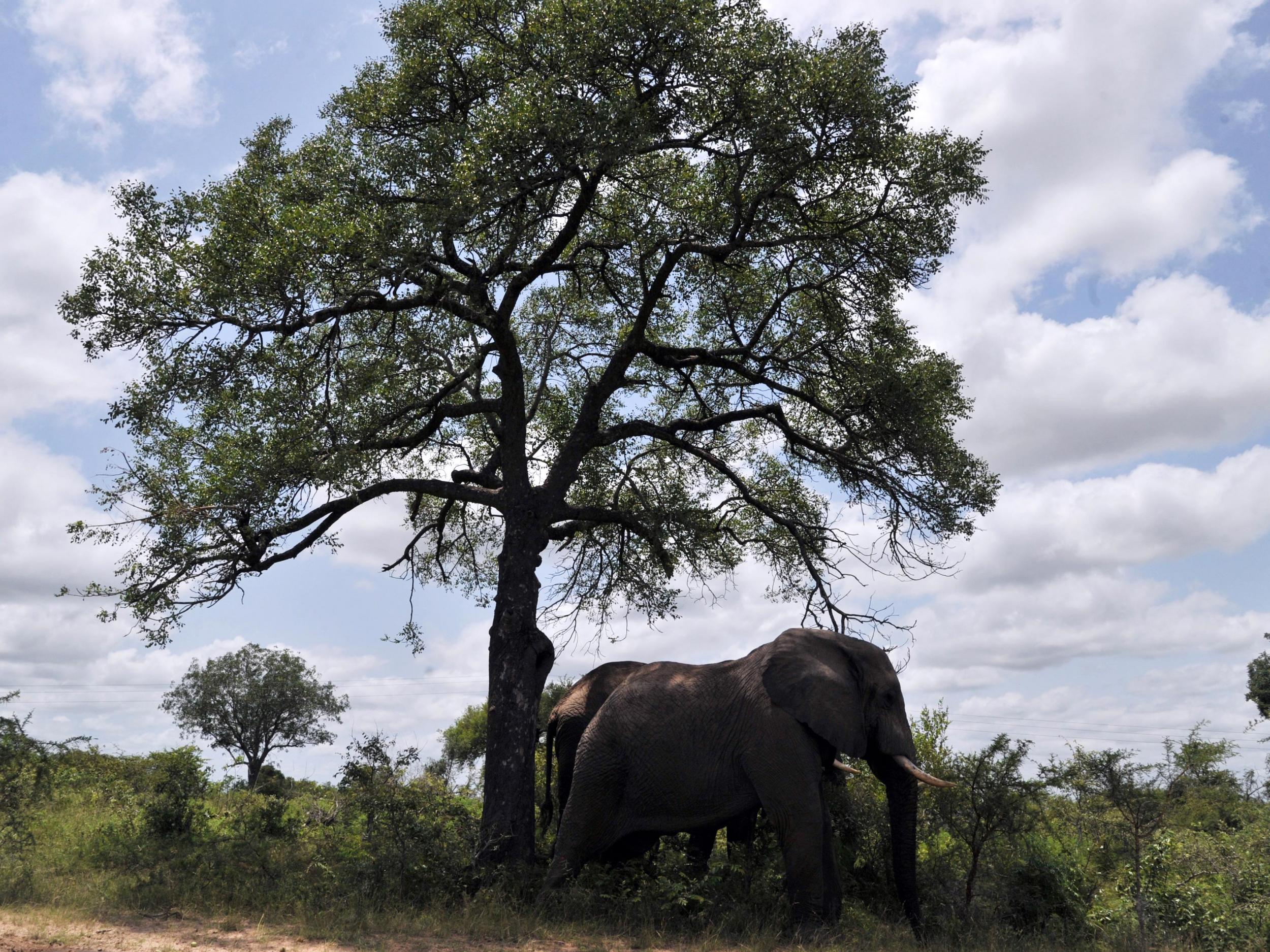 Kruger National Park is home to African elephants