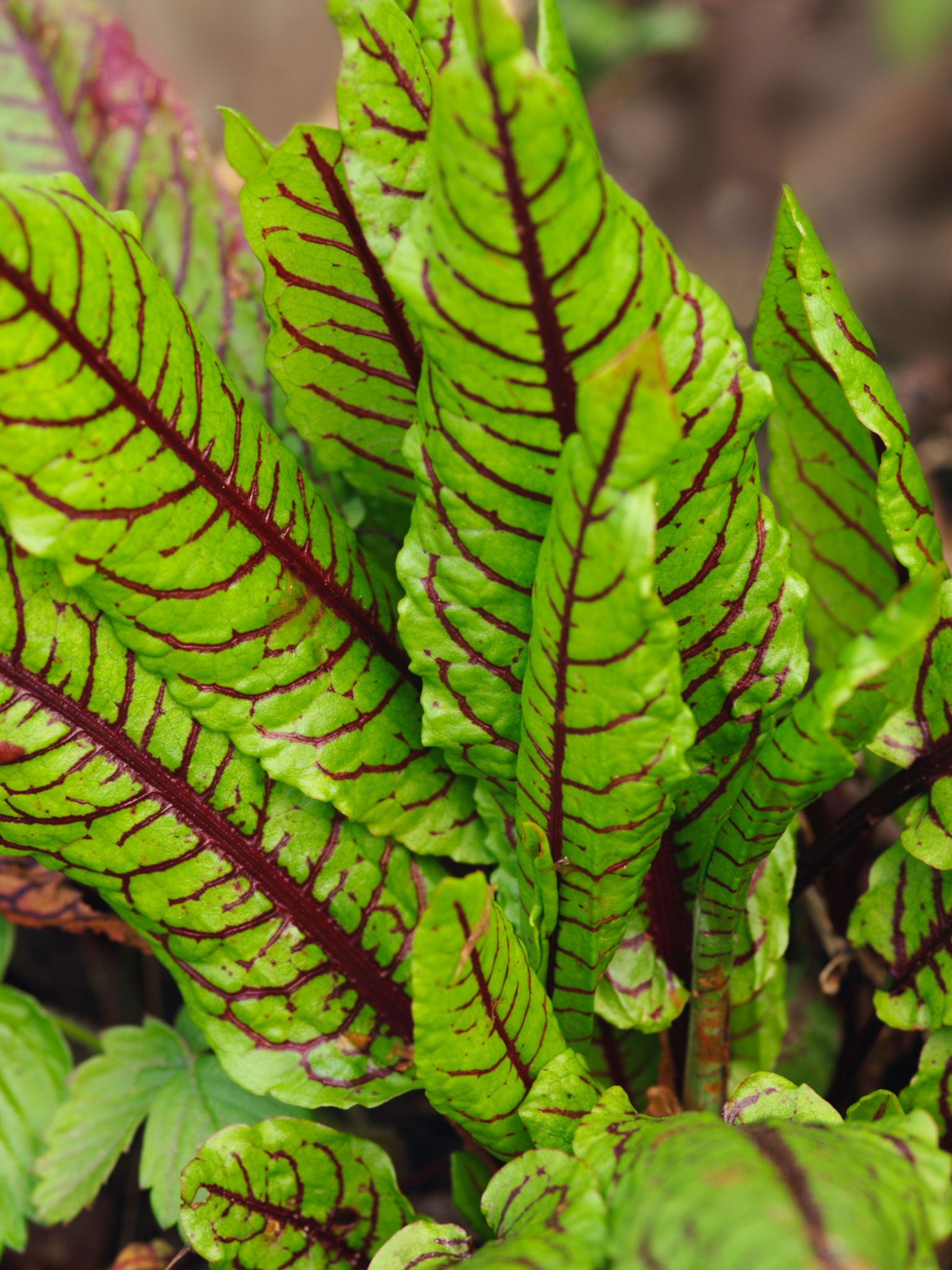 Emma has been meaning to grow sorrel since last summer