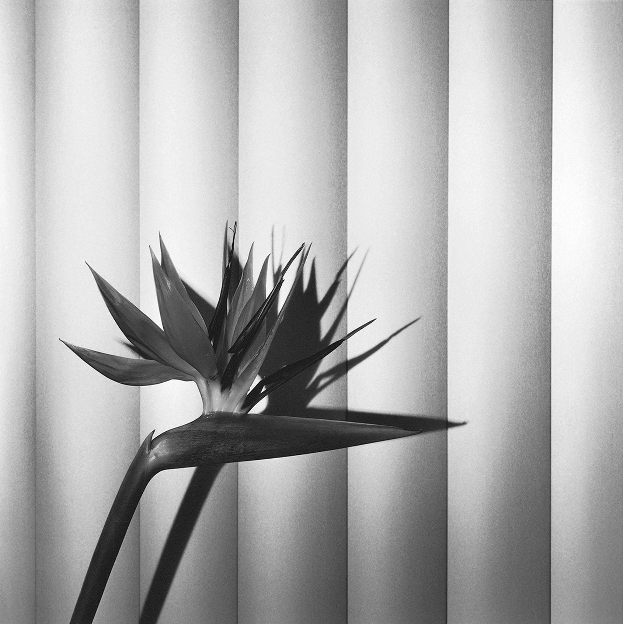 ‘Bird of Paradise’, 1981 © Robert Mapplethorpe Foundation