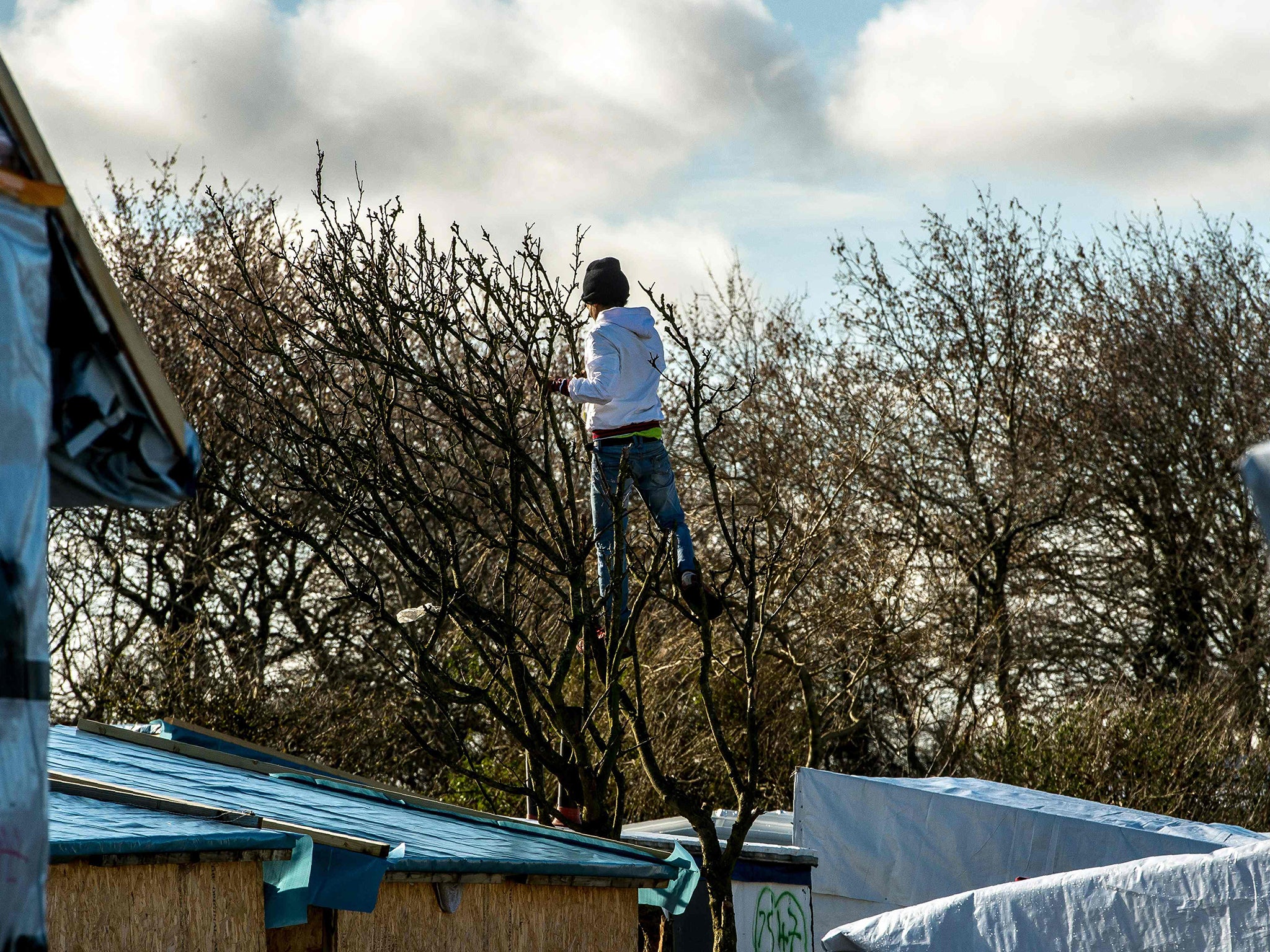 A boy stands in a tree to get a view of French anti-riot police officers at the "Jungle" migrant camp in the French port city of Calais