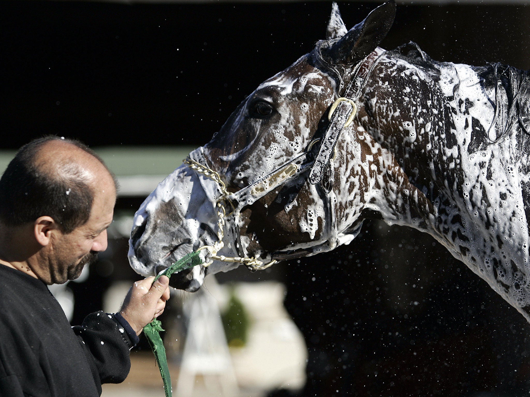 The shampoo was first developed for equine care