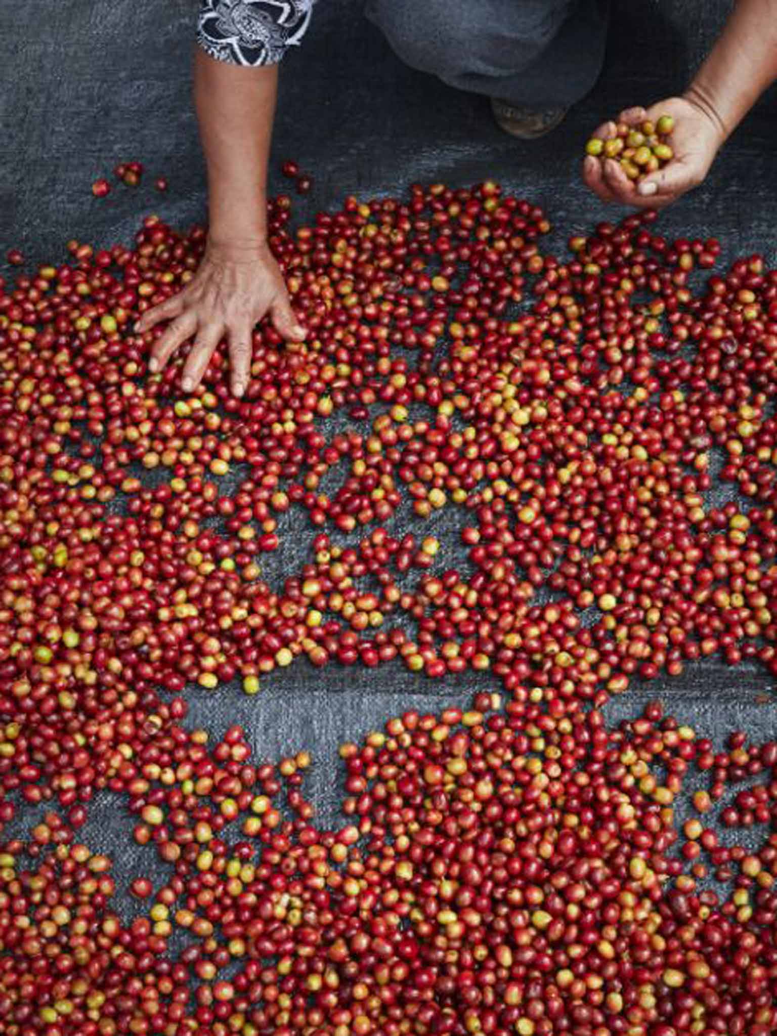 Harvesting coffee beans Jonathan Gregson