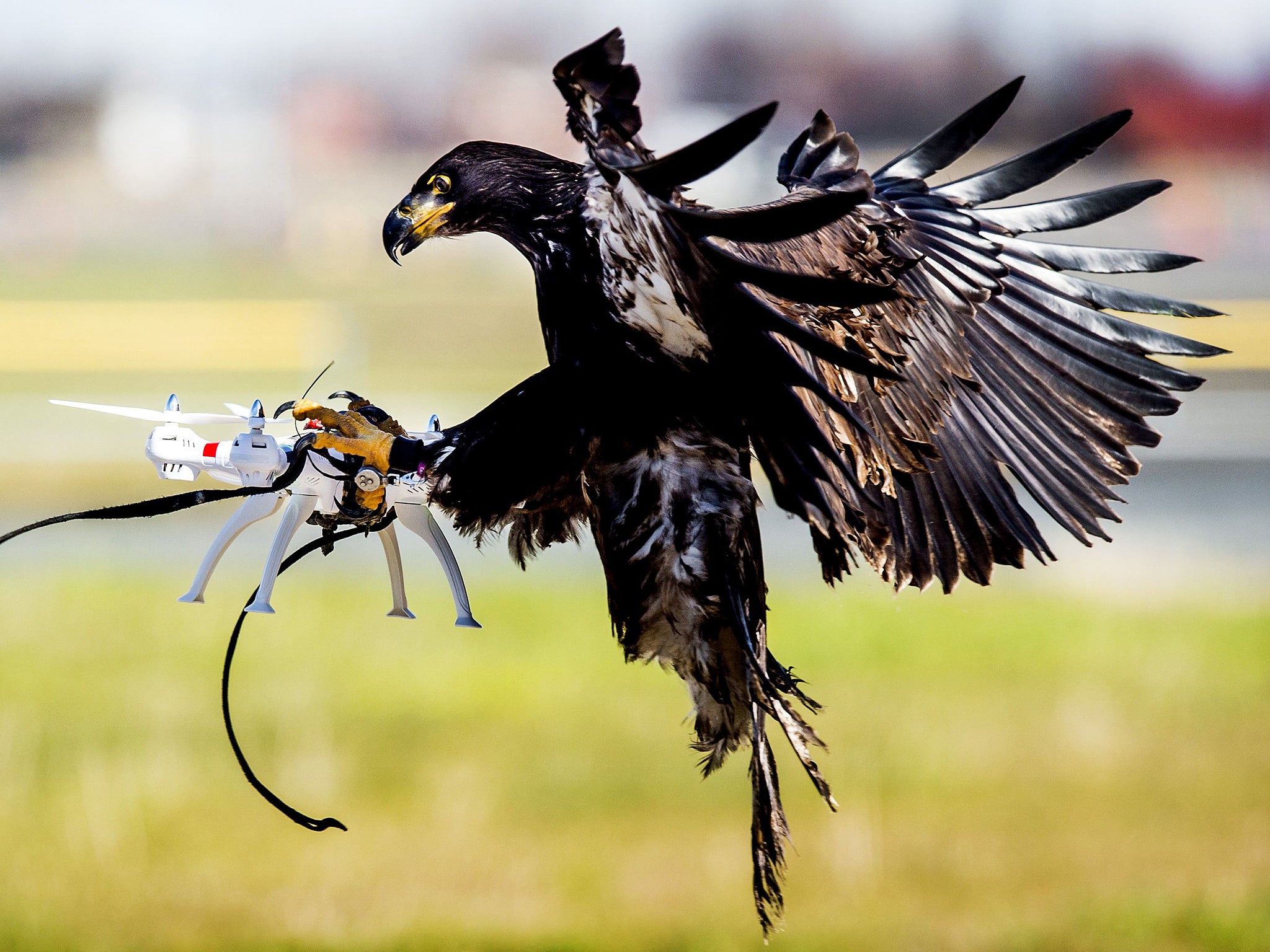 An eagle of the Guard from Above company, grasps a drone during a police exercise in Katwijk. The bird of prey can get drones from the air by catching them with his legs