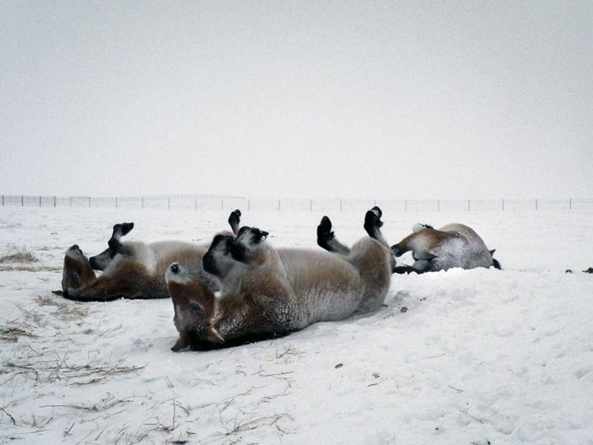 Przewalski’s horses roll in the snow in a field at the Orenburg reserve, near the border with Kazakhstan