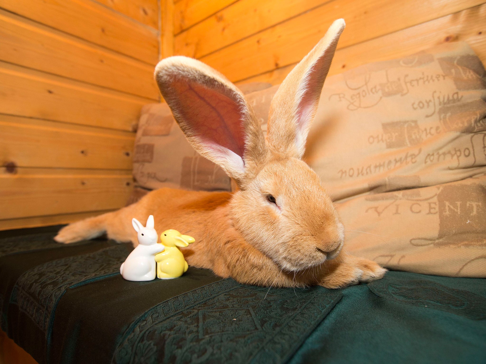 Atlas, the giant rabbit