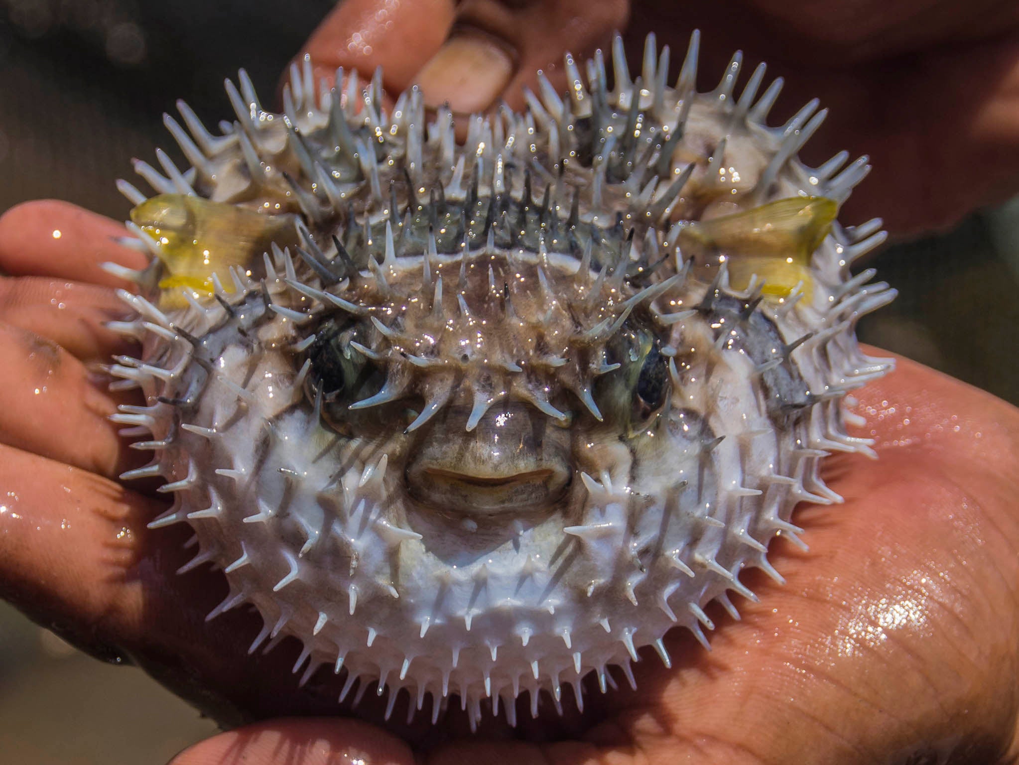 Fugu, otherwise known as pufferfish killed five men in 2015, who specifically asked to eat the liver, which contains the deadly poison