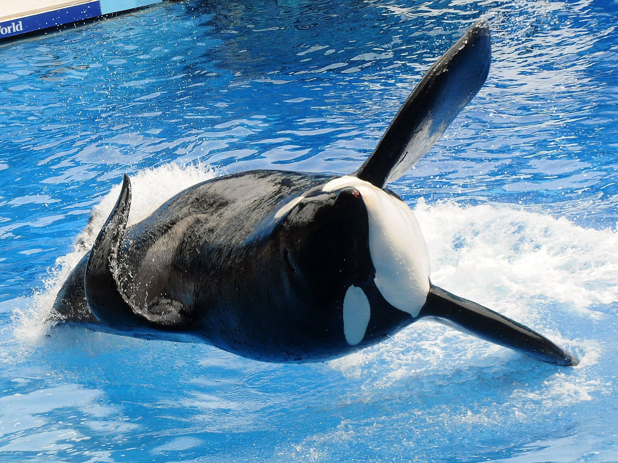 Killer whale 'Tilikum' appears during its performance in its show 'Believe' at Sea World on March 30, 2011 in Orlando, Florida.