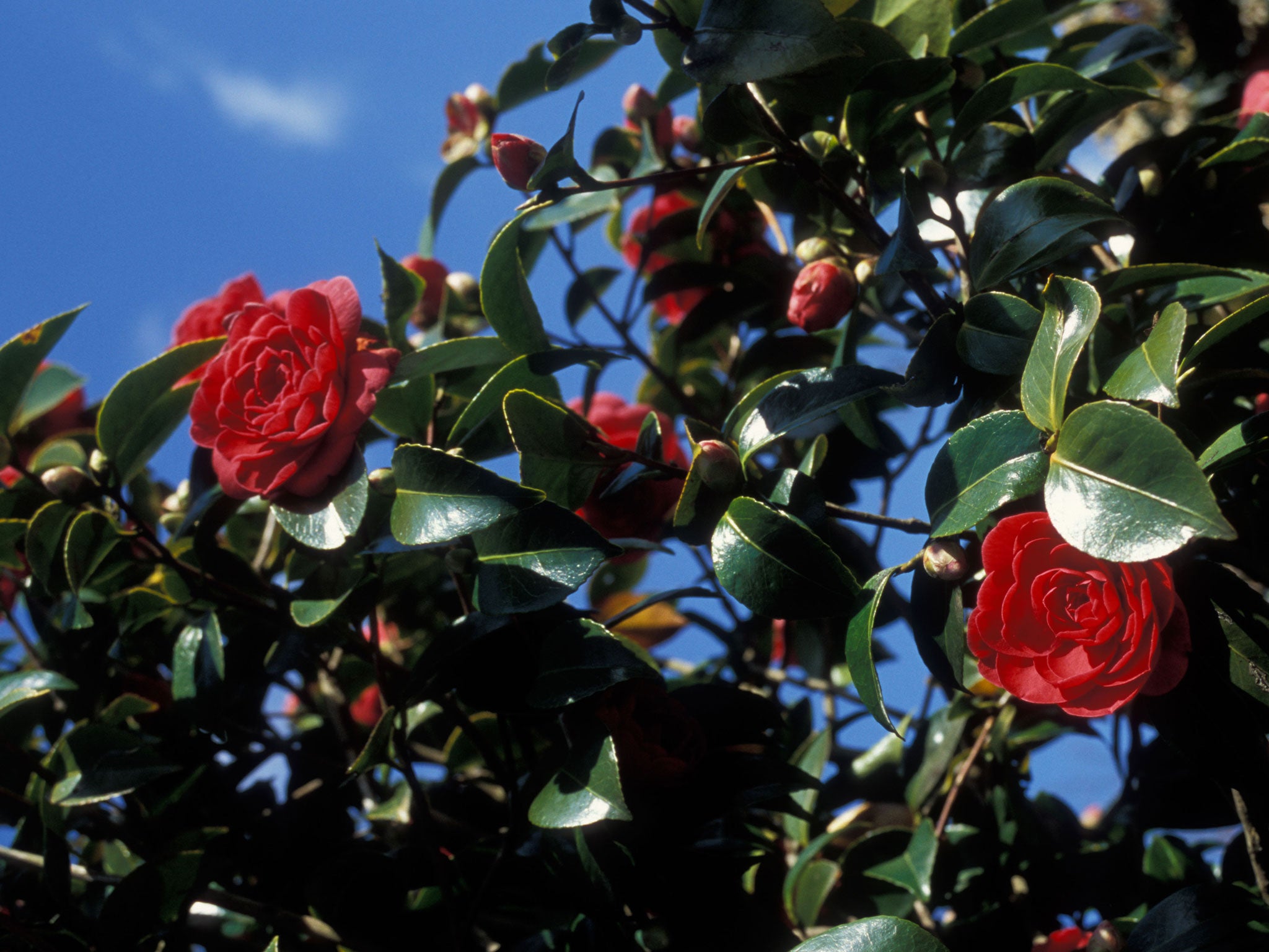 With camellias, the most important thing is the preparation of the soil