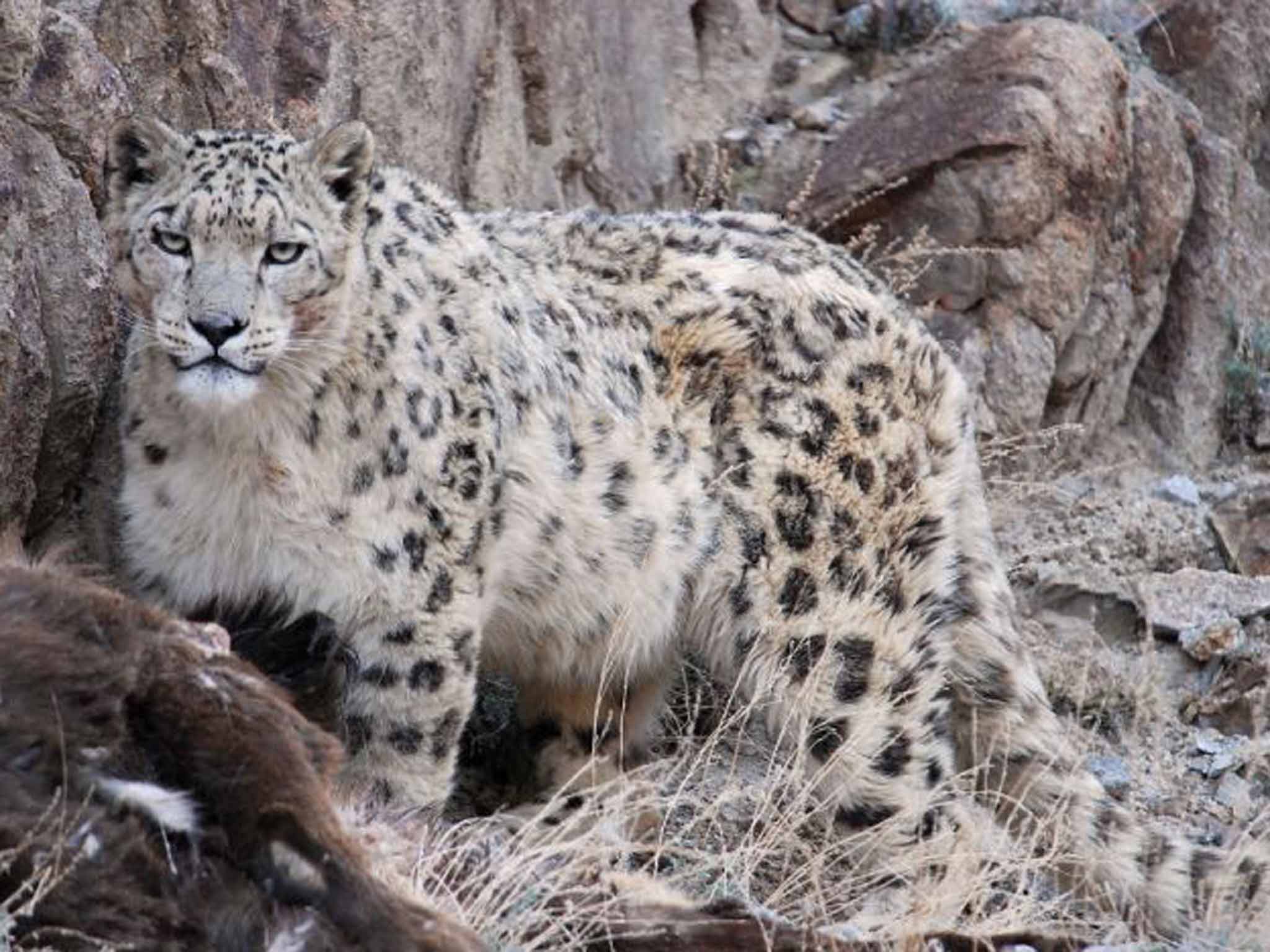 &#13;
Snow leopard Daniel Allen&#13;