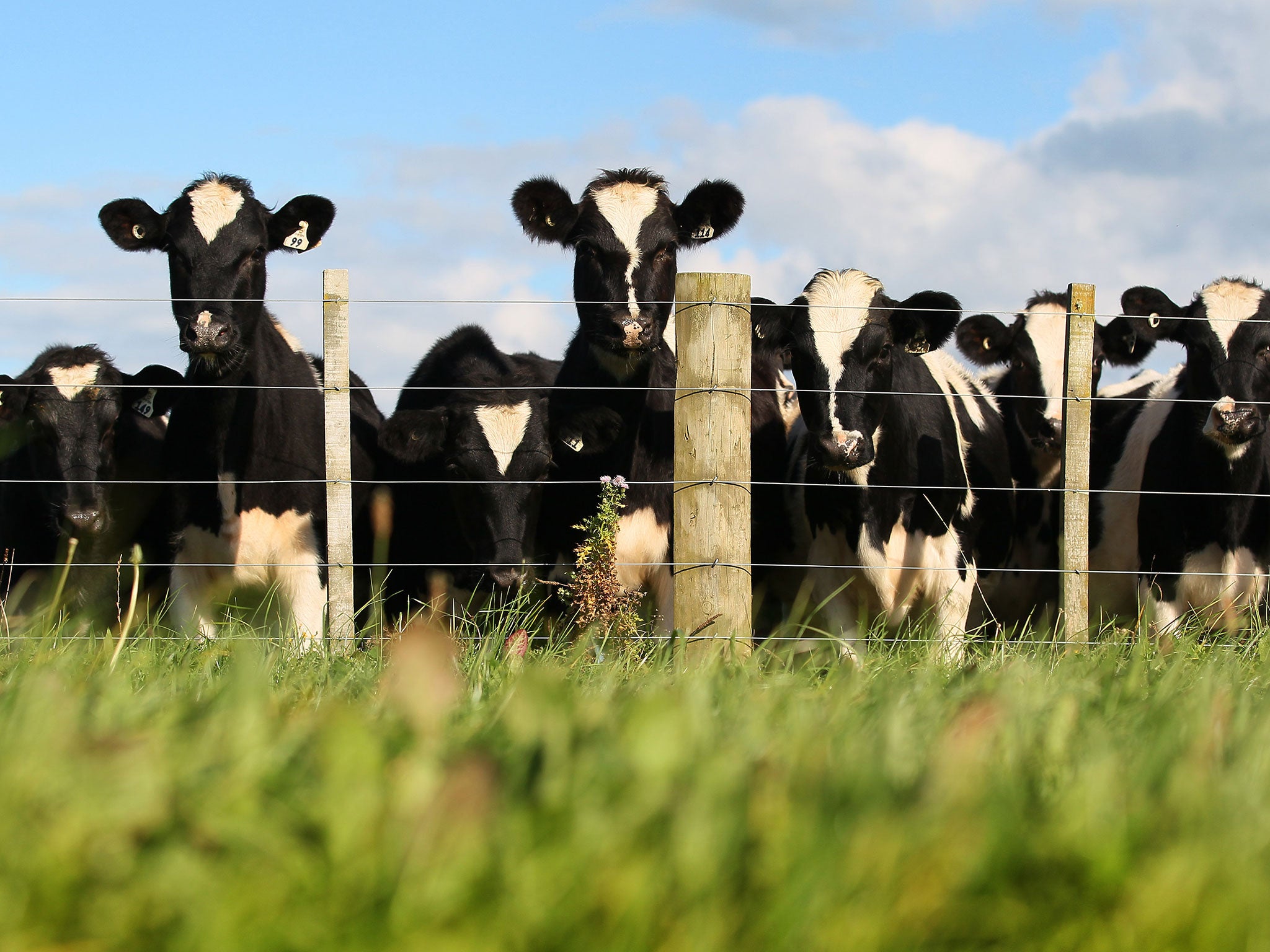 Raw milk is unpasteurised and can contain dangerous bacteria and parasites. Proponents of raw milk says it has a higher nutritional content than pasteurised milk