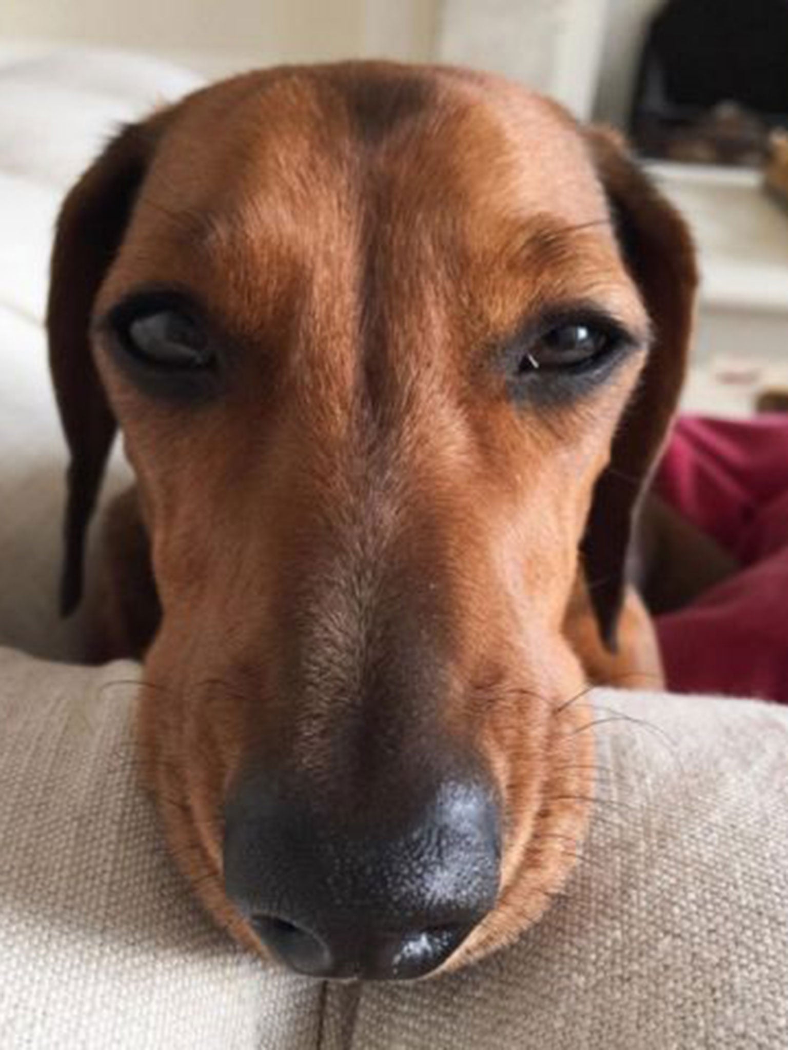Noodle the Dachshund is just over a year old and comes with her own hashtag (#OodlesOfNoodle)