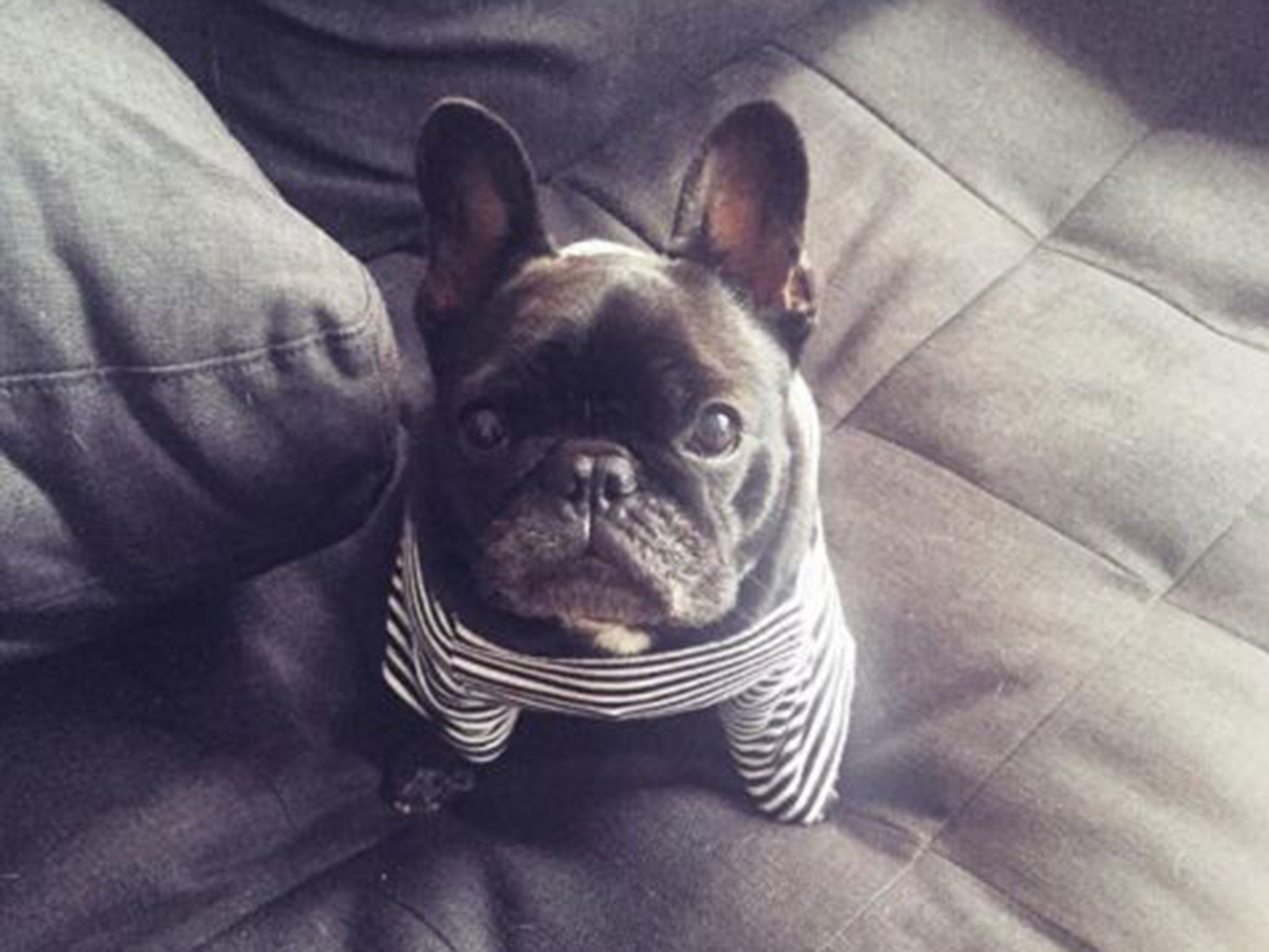 Elle the French Bulldog has 8,868 followers