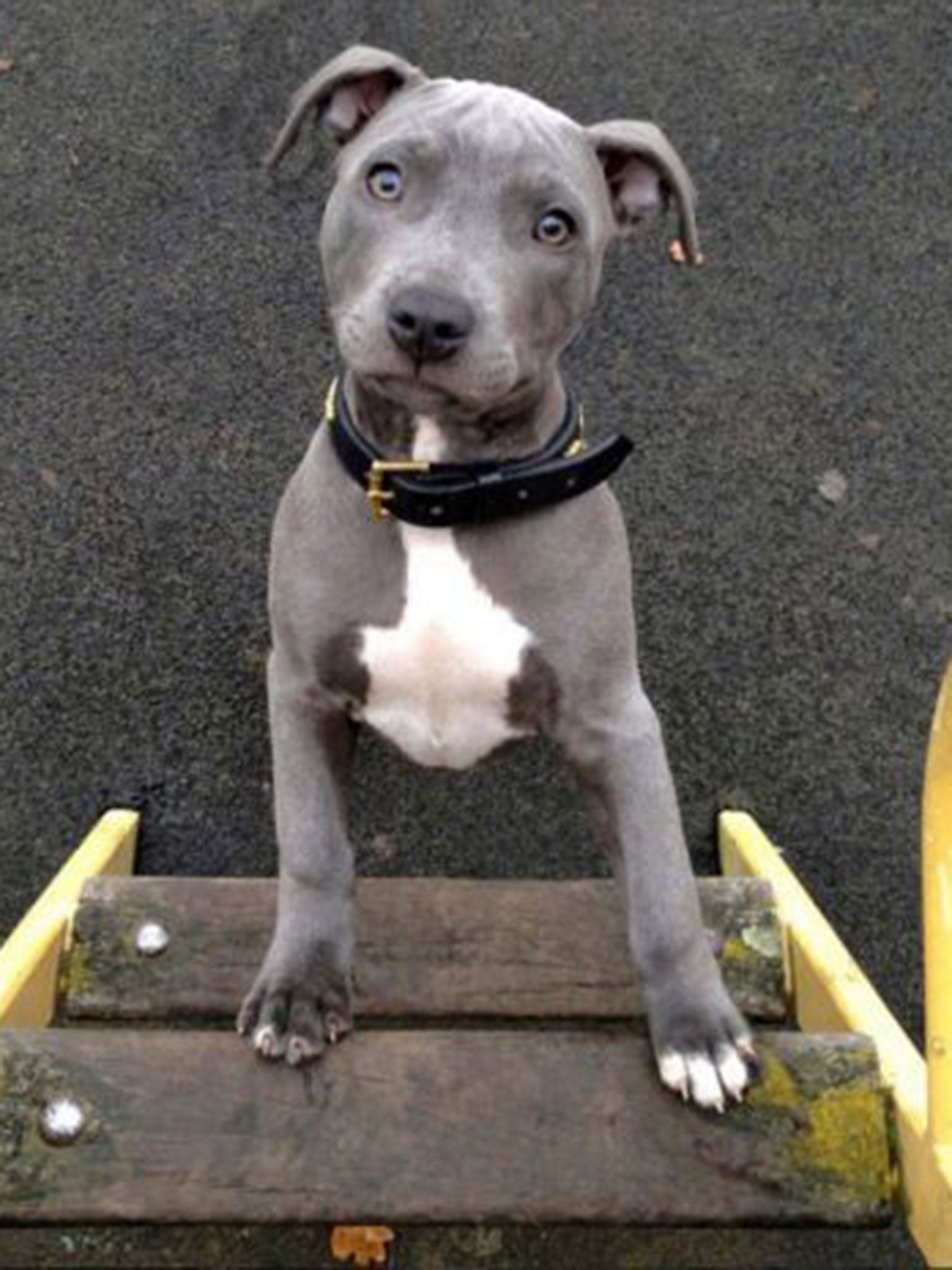 Three-year-old Staffie Ramsey was malnourished when he was adopted as a puppy but is now big and boisterous with ripped muscles and a cheeky grin