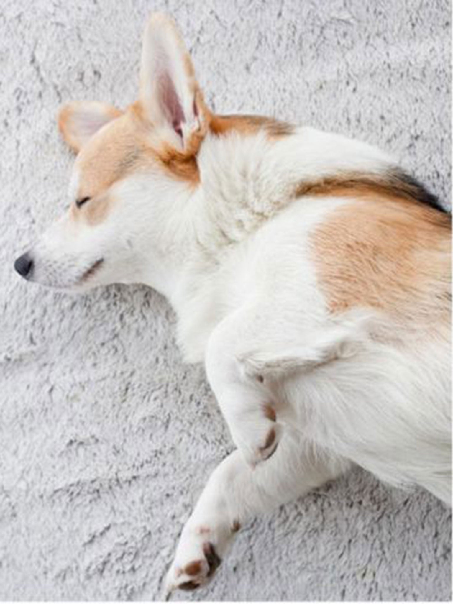 Winny the Welsh Corgi has been credited with the breed's upsurge in popularity