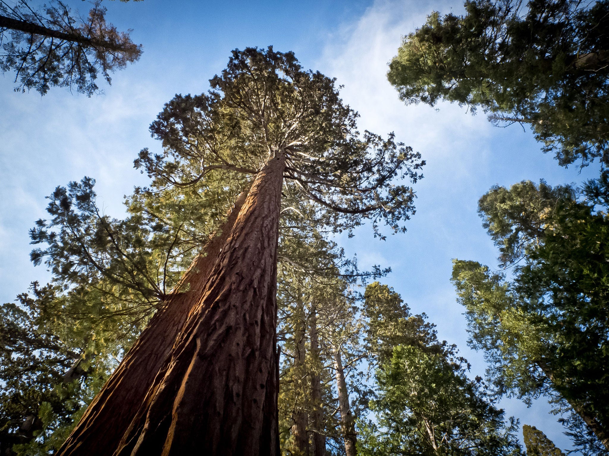 Deep roots: the grandeur of California’s giant sequoias provide a backdrop to the pioneer family's struggles in Chevalier's novel