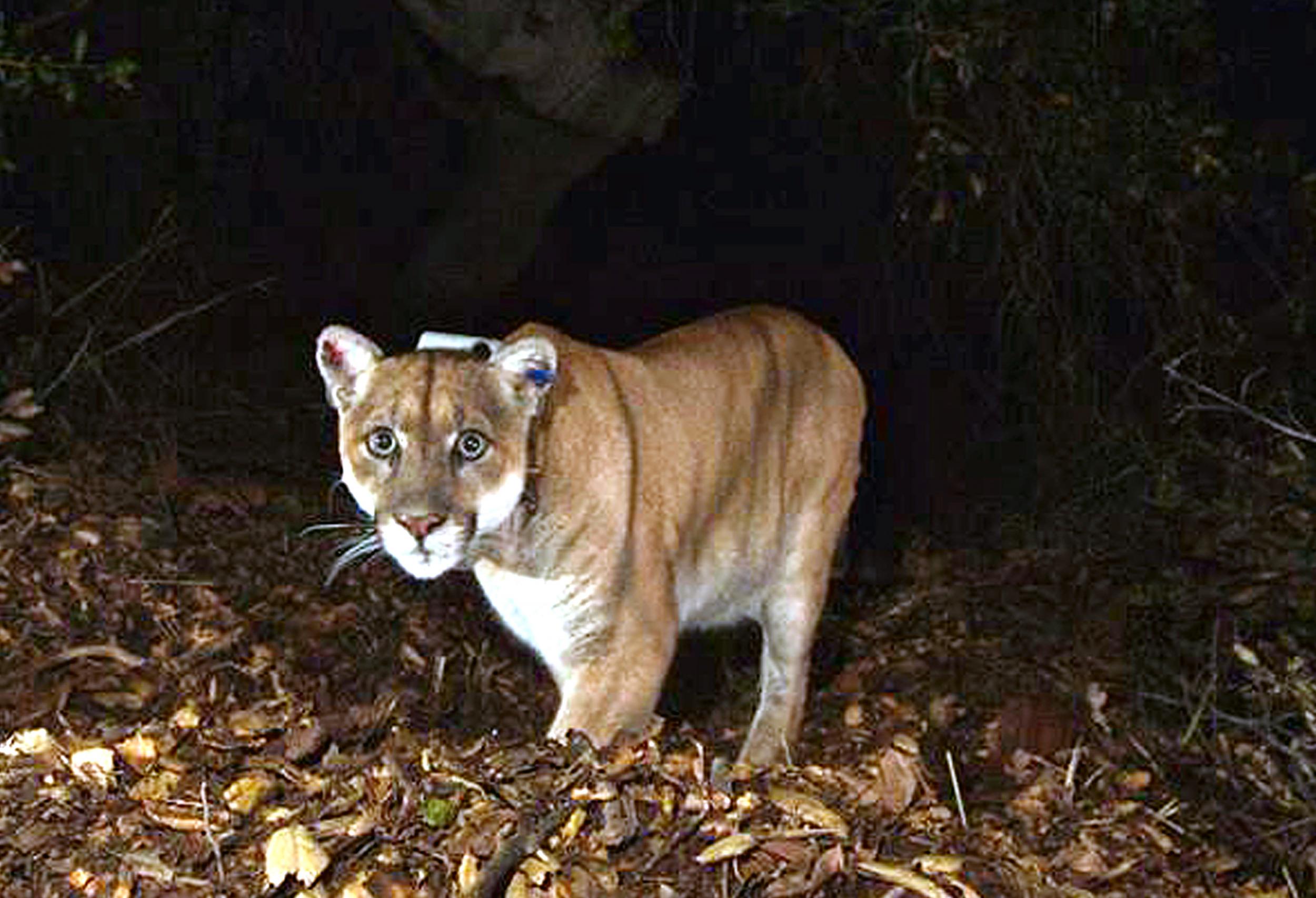 Officials believe P-22, the wild mountain lion, mauled a koala found mauled to death at the LA Zoo.