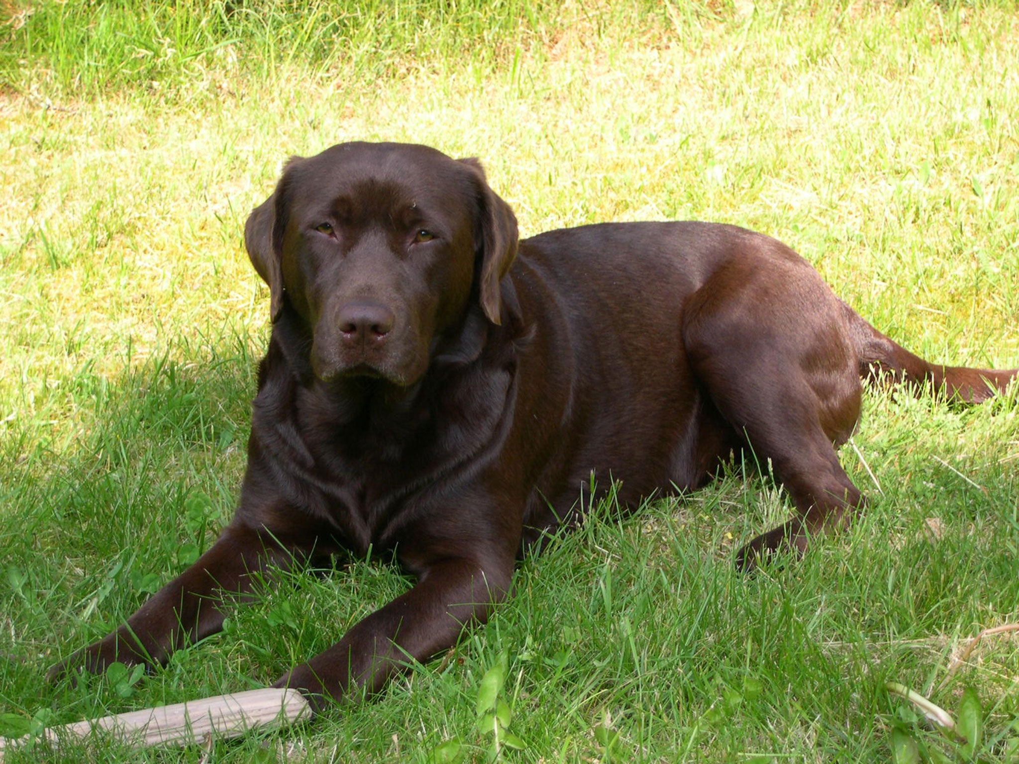 A chocolate laborador, similar to Nanook