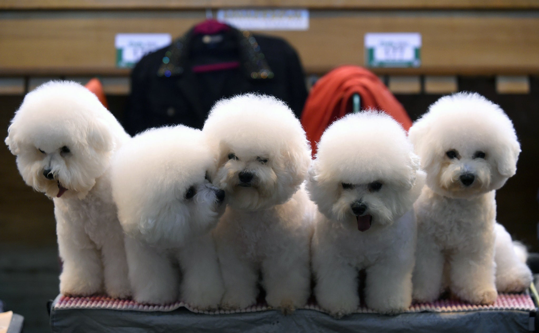 Bichon Frises prepare for the show