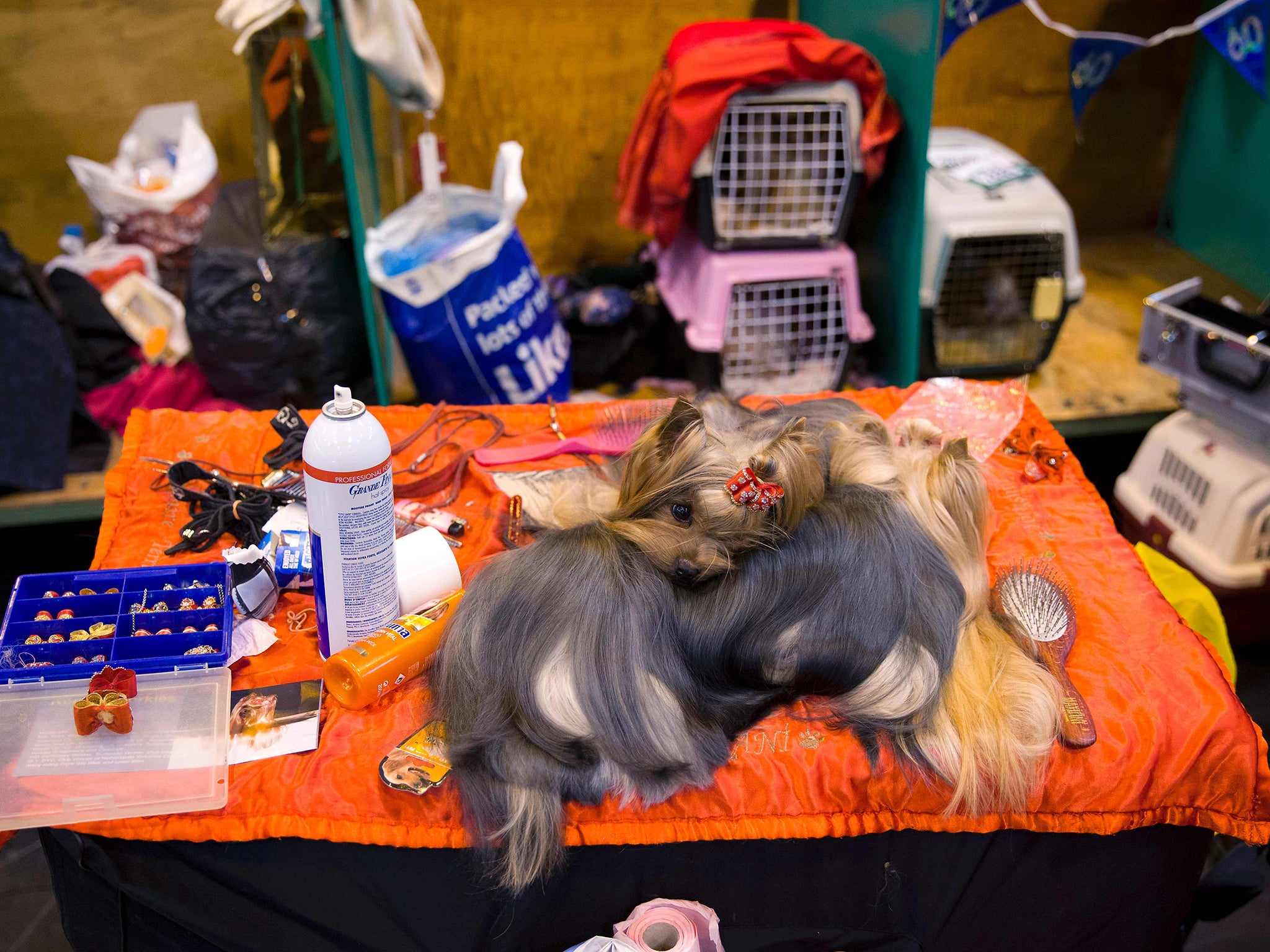 Terriers sit curled together on their grooming table