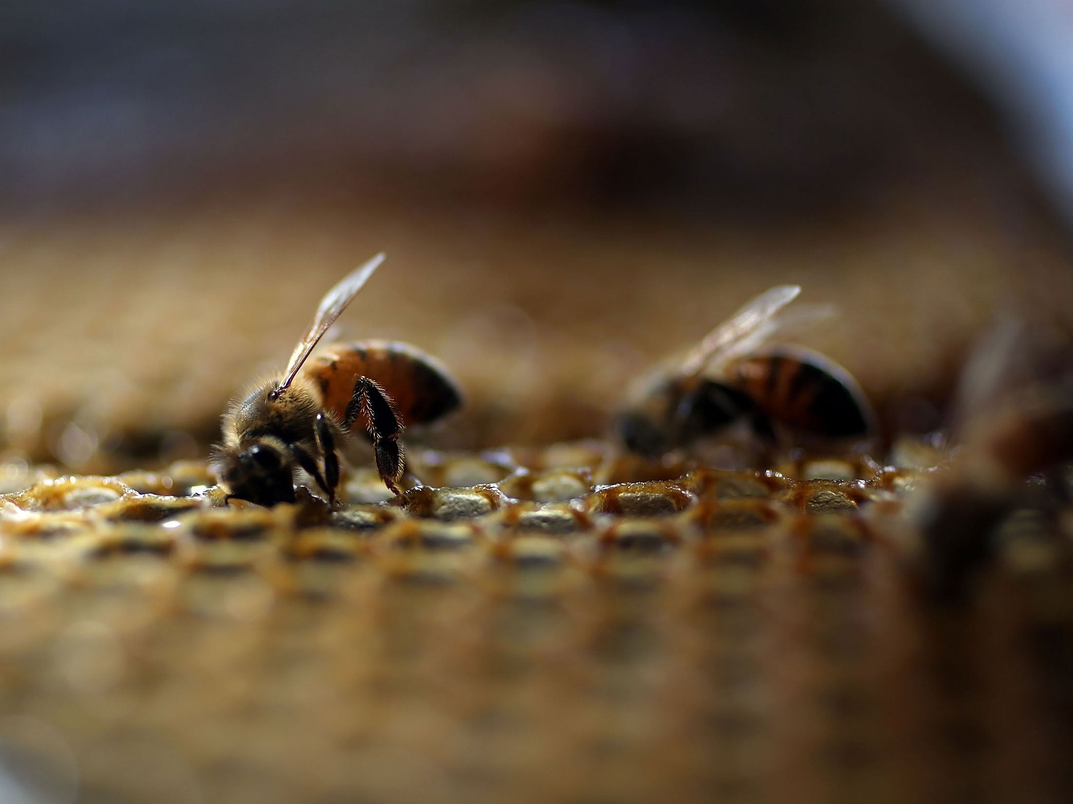 Honeybees in a hive at the J & P Apiary and Gentzel's Bees, Honey and Pollination Company in Florida, US