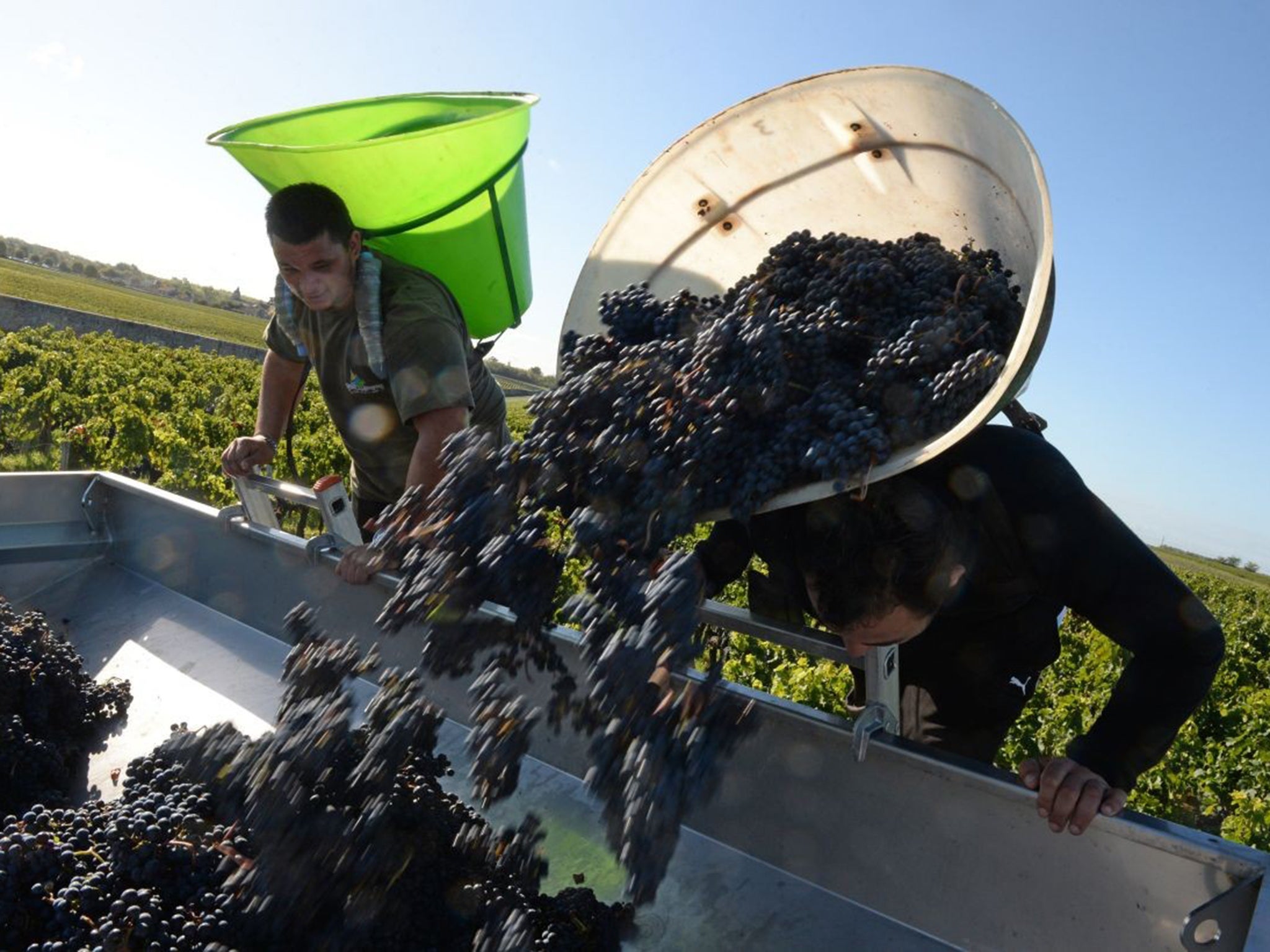 Harvest time for Merlot grapes at Château Marquis de Terme, Bordeaux. The region enjoyed its hottest ever summer last year