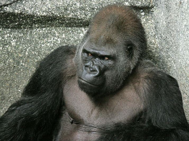 Ramar the gorilla, now 47, is on drugs for his arthritis at Brookfield Zoo in Chicago.