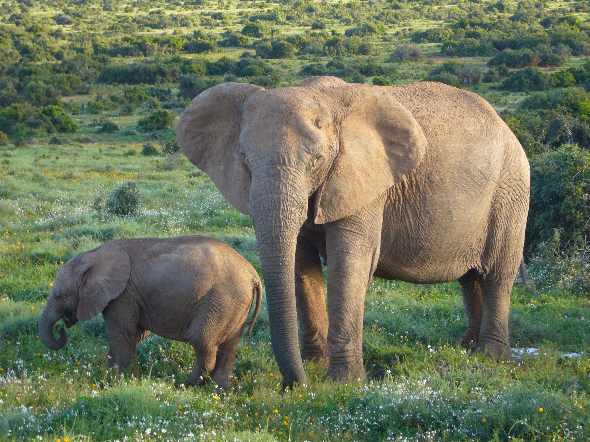 Elephant mother and calf