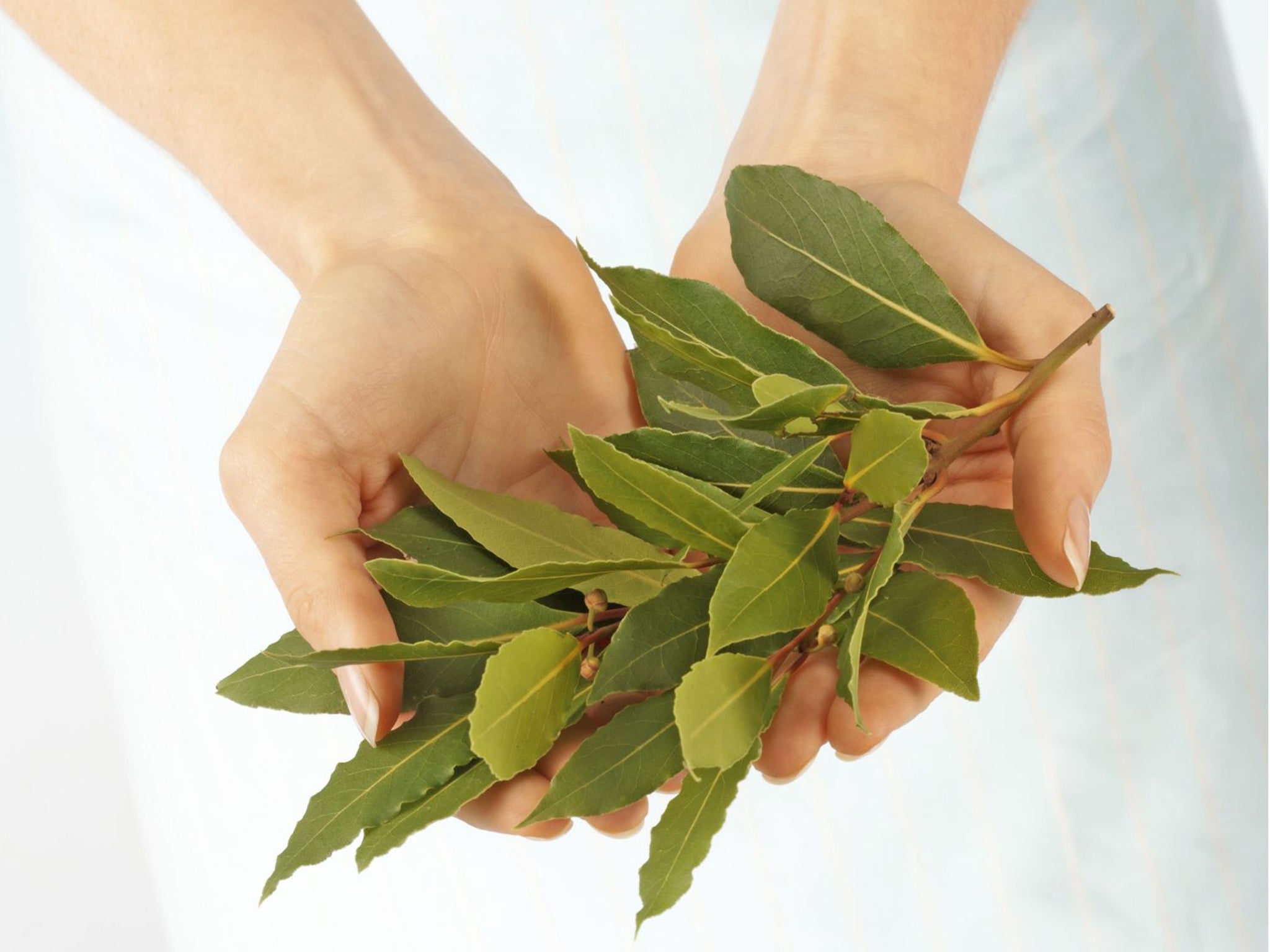 One writer's quest to find “a chef who is willing to be honest with me about bay leaves” has drawn a blank