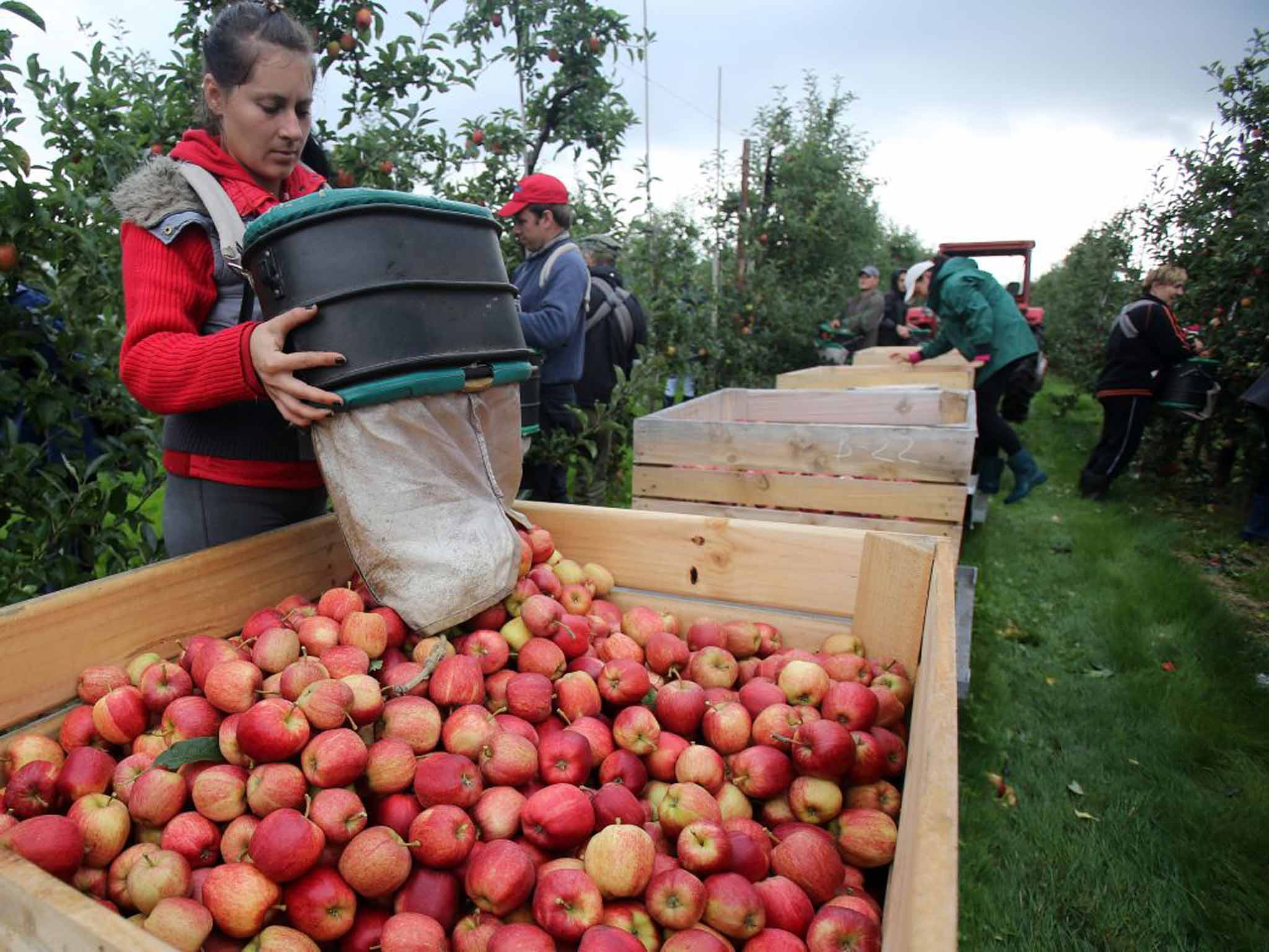 Picking apples