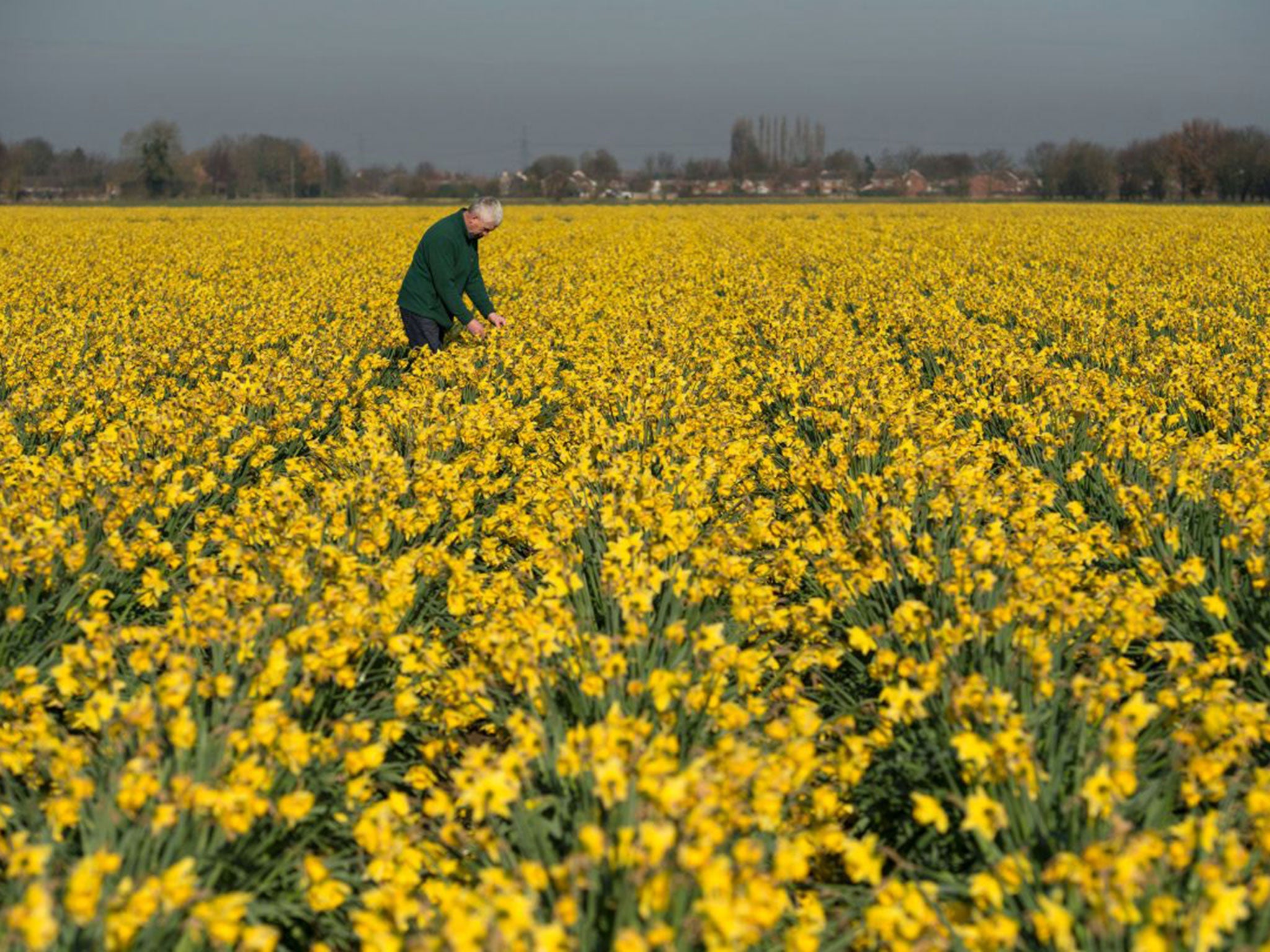 The unseasonably warm weather across the UK had seen Daffodils blooming in December