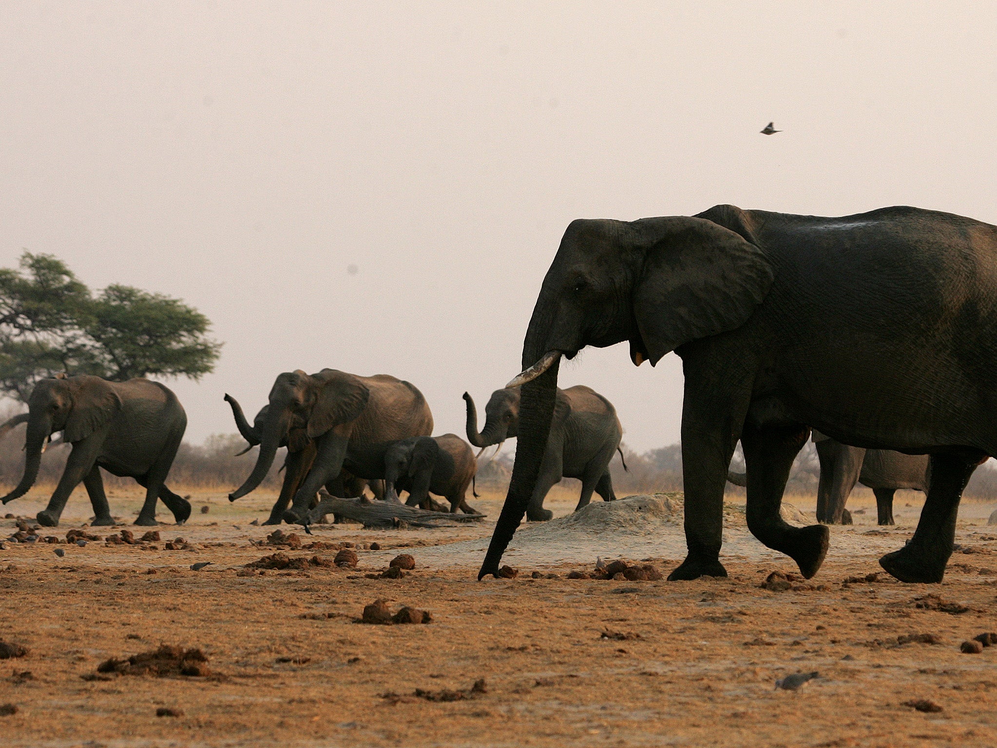 Poachers cut off the dead animals' tusks and sell them to dealers for up to $65,000 a kilogram