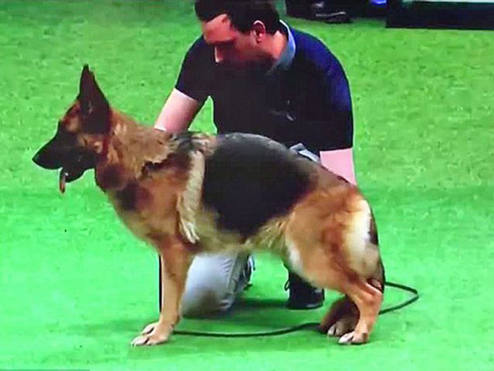 The winning German shepherd Cruaghaire Catoria, whose ‘deformity’ upset viewers